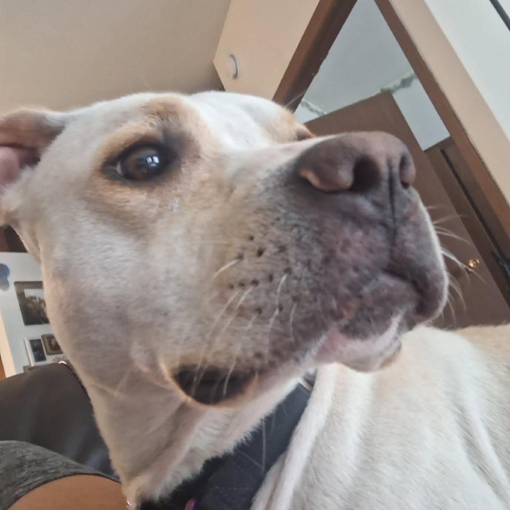 Enlarge Kimari--In Foster, a Adoptable mixed breed in Fargo, ND image 3/6