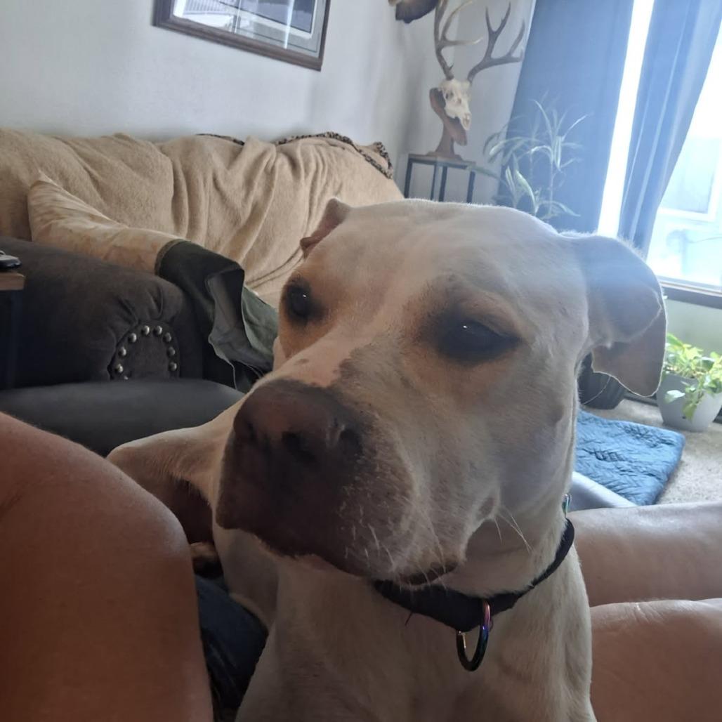 Enlarge Kimari--In Foster, a Adoptable mixed breed in Fargo, ND image 4/6
