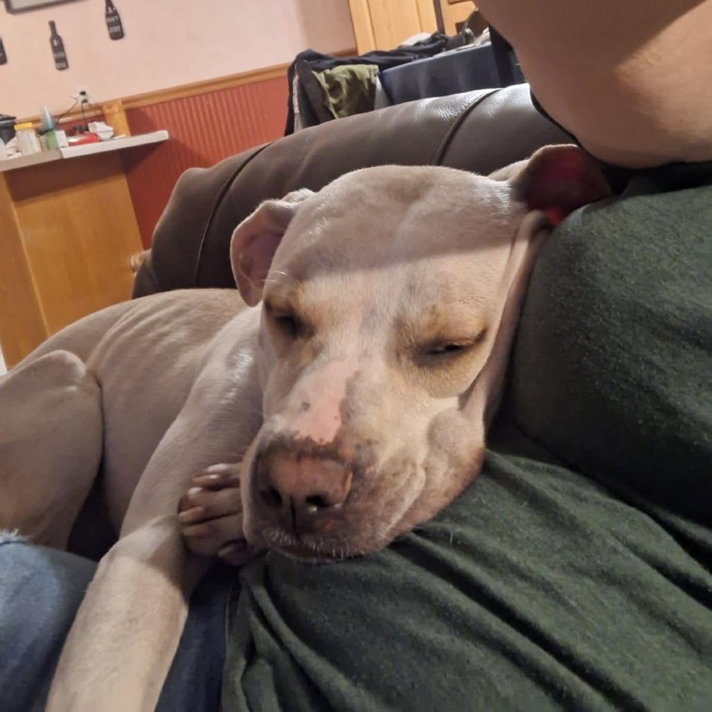 Enlarge Kimari--In Foster, a Adoptable mixed breed in Fargo, ND image 5/6