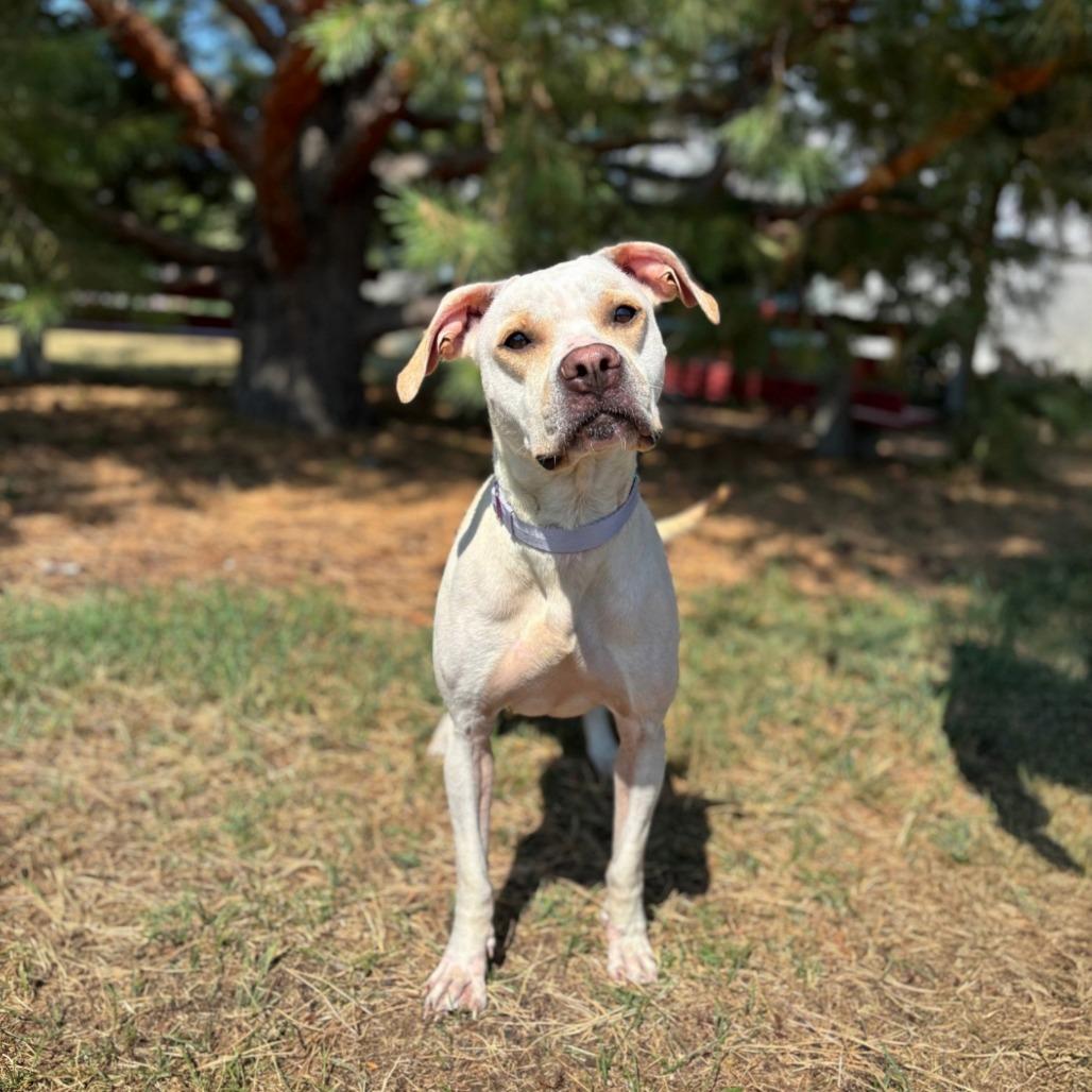 Enlarge Kimari--In Foster, a Adoptable mixed breed in Fargo, ND image 6/6