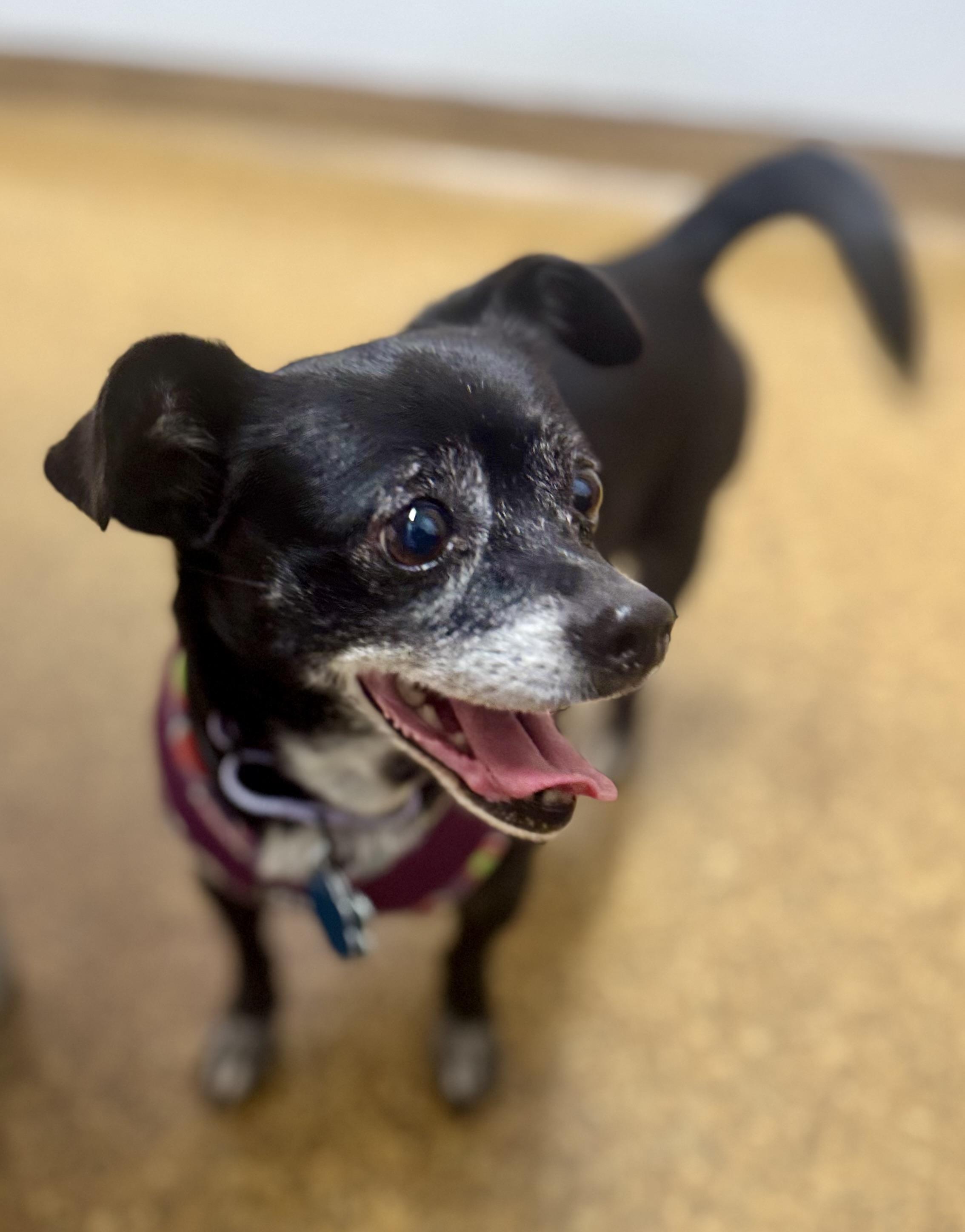 Enlarge Hope, a Adoptable mixed breed in Bradfordwoods, PA image 1/4