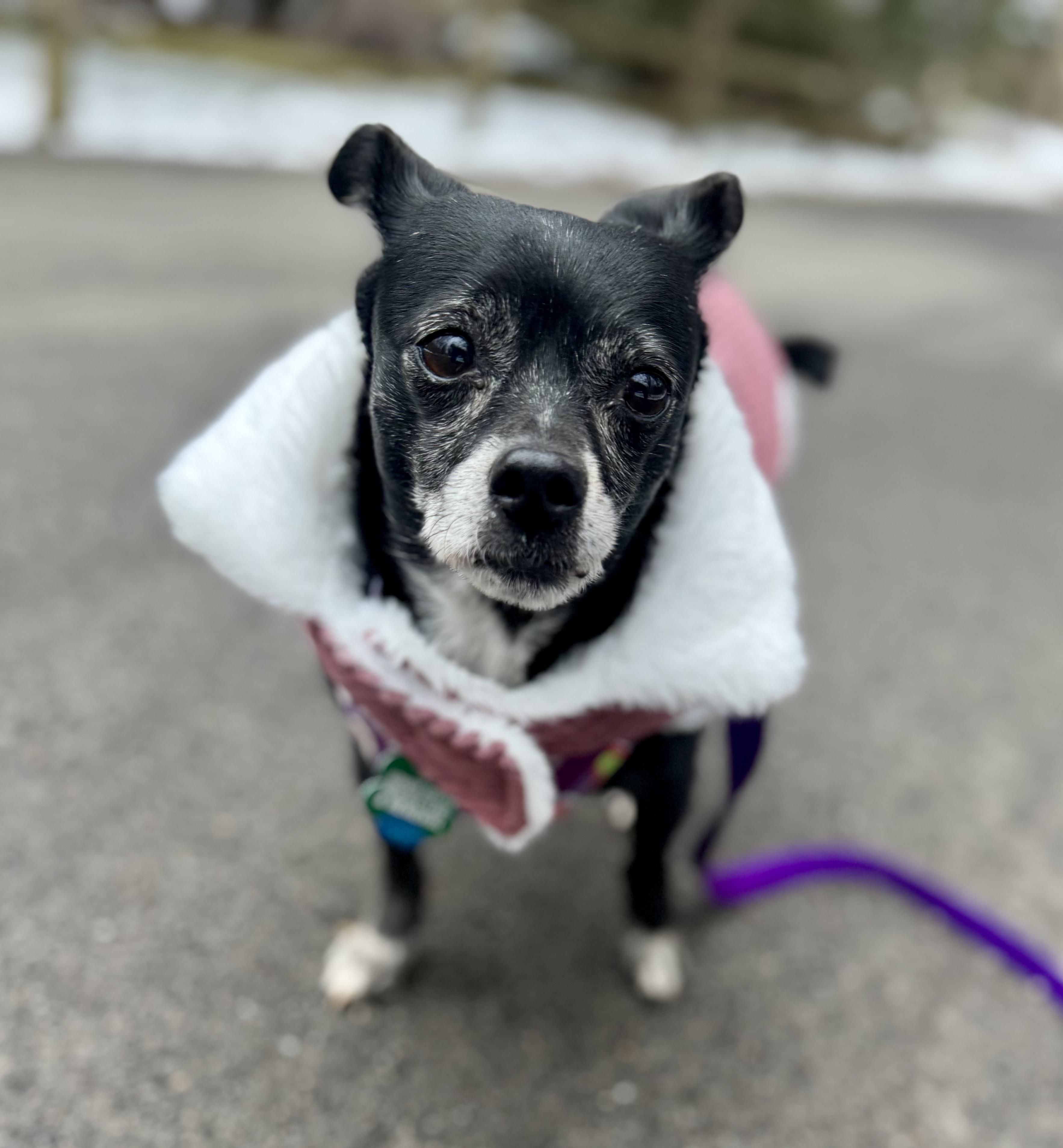 Enlarge Hope, a Adoptable mixed breed in Bradfordwoods, PA image 4/4