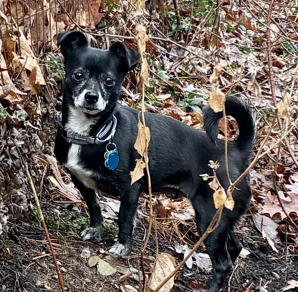 Enlarge Hope, a Adoptable mixed breed in Bradfordwoods, PA image 2/4