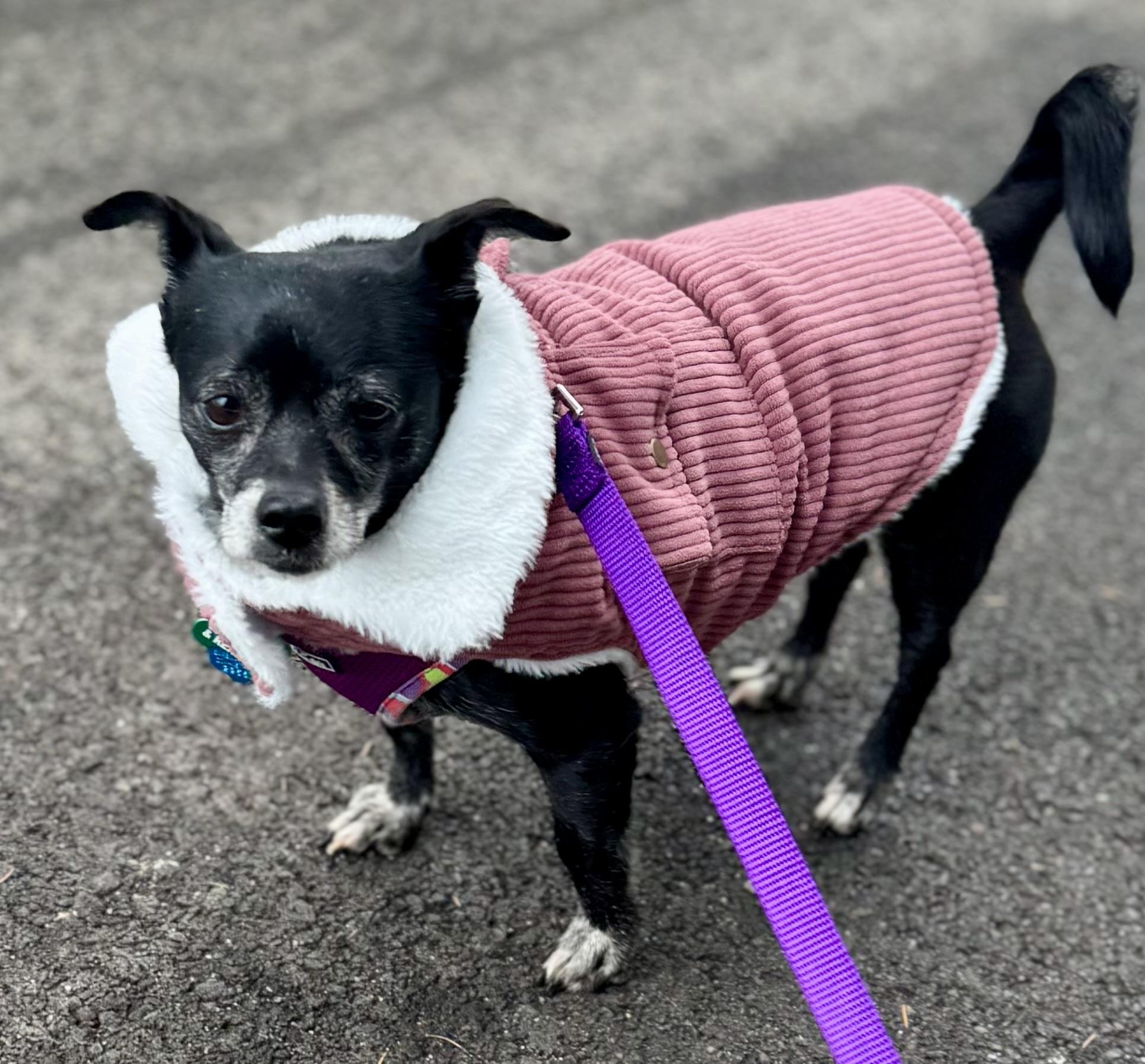 Enlarge Hope, a Adoptable mixed breed in Bradfordwoods, PA image 3/4