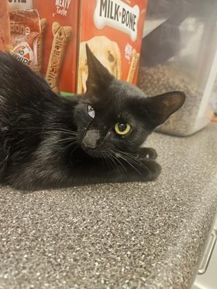 Farris, Adoptable, Adult Female Domestic Short Hair & Domestic Short Hair.