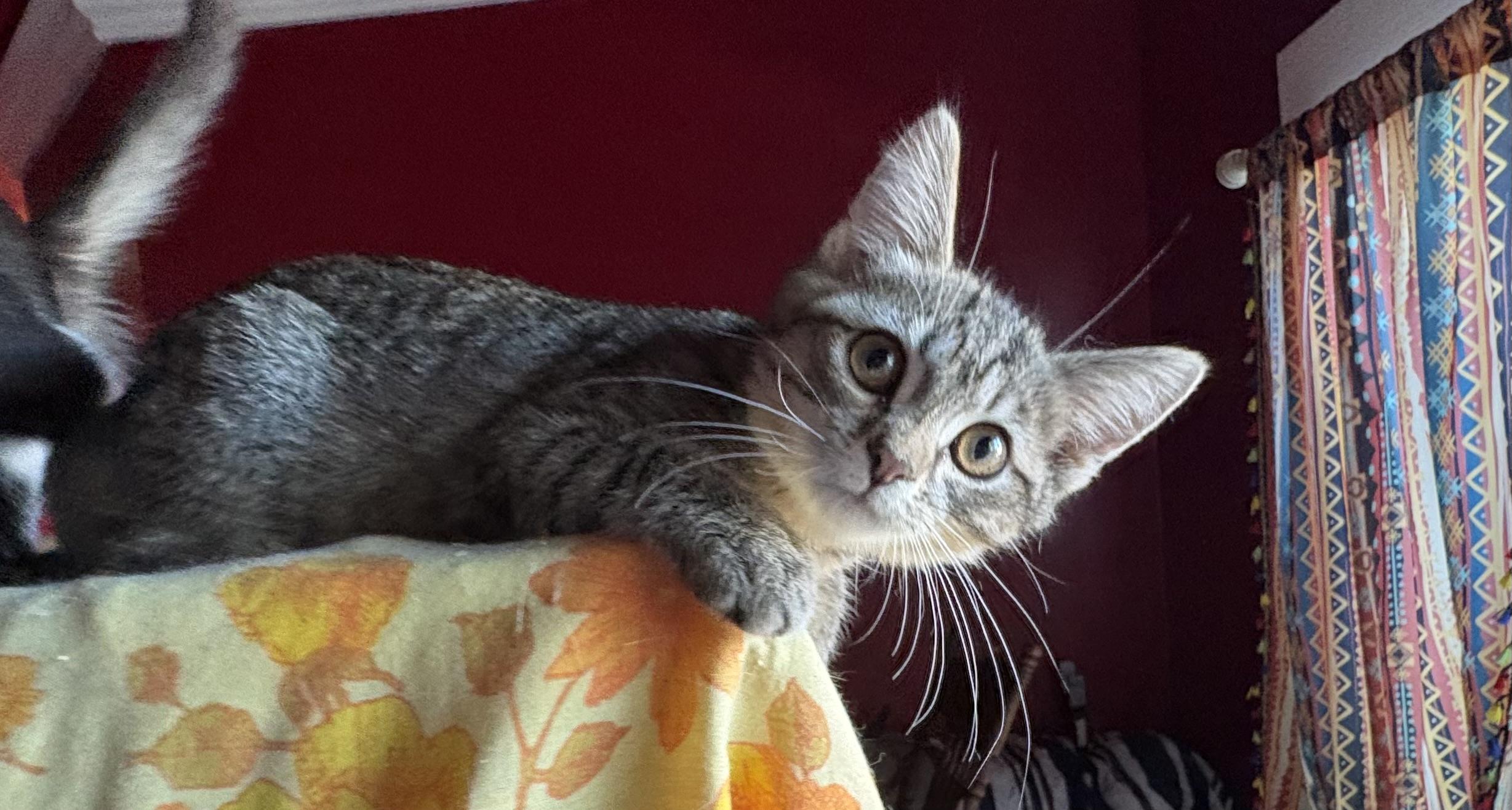 Enlarge Marcie, a ADOPTABLE mixed breed in Whittier, CA image 1/4