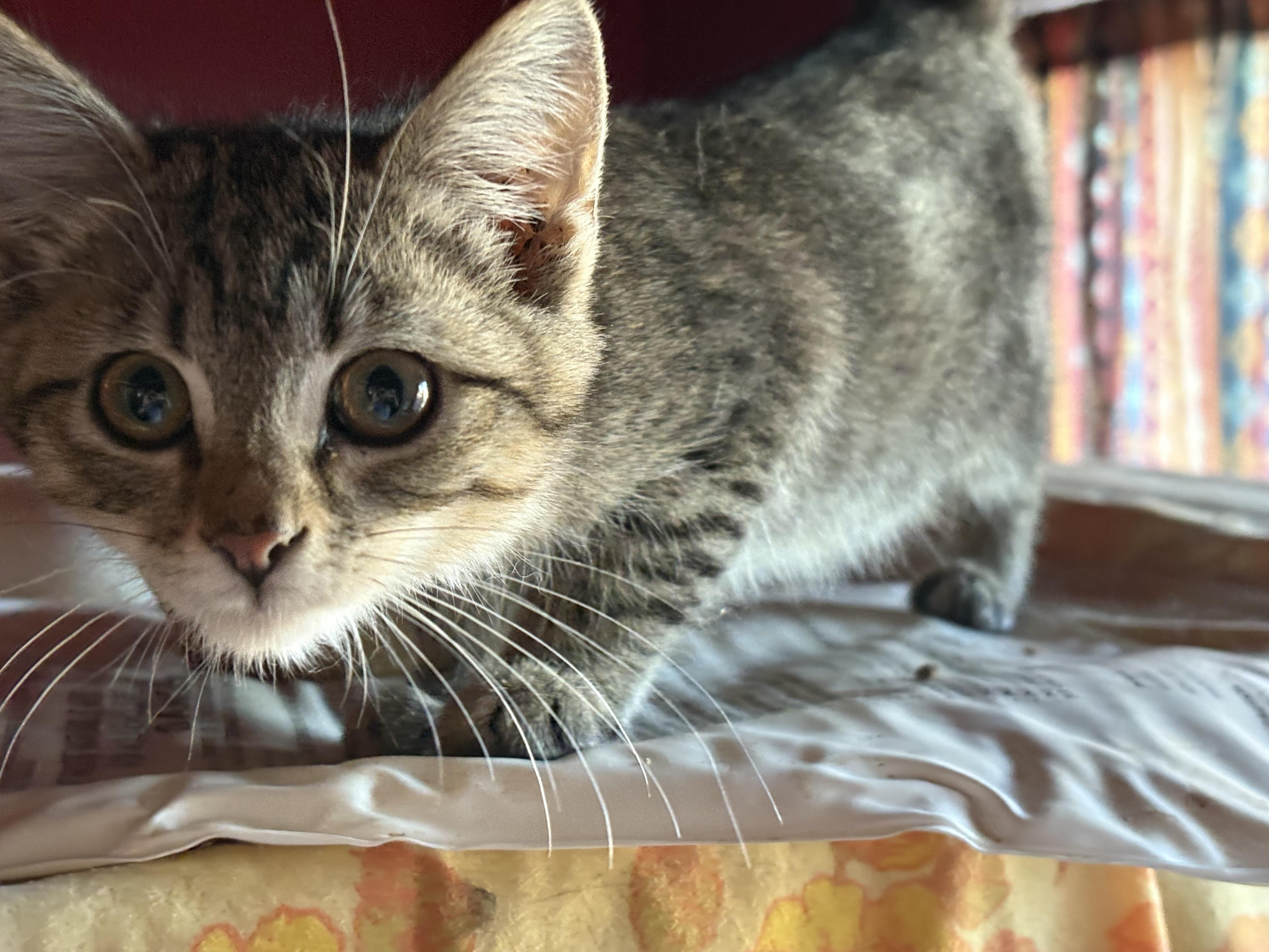 Enlarge Marcie, a ADOPTABLE mixed breed in Whittier, CA image 2/4