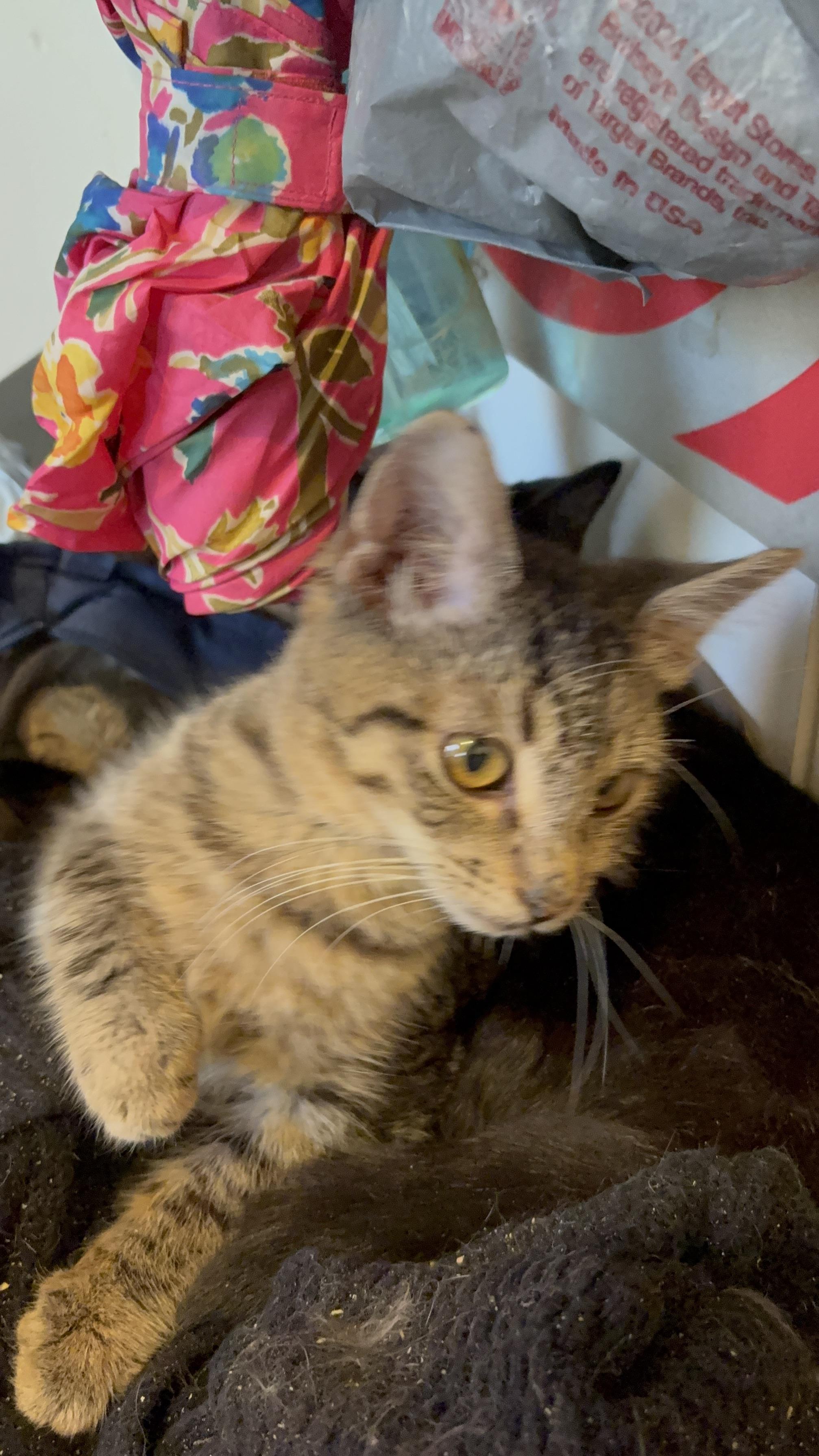 Enlarge Marcie, a ADOPTABLE mixed breed in Whittier, CA image 4/4