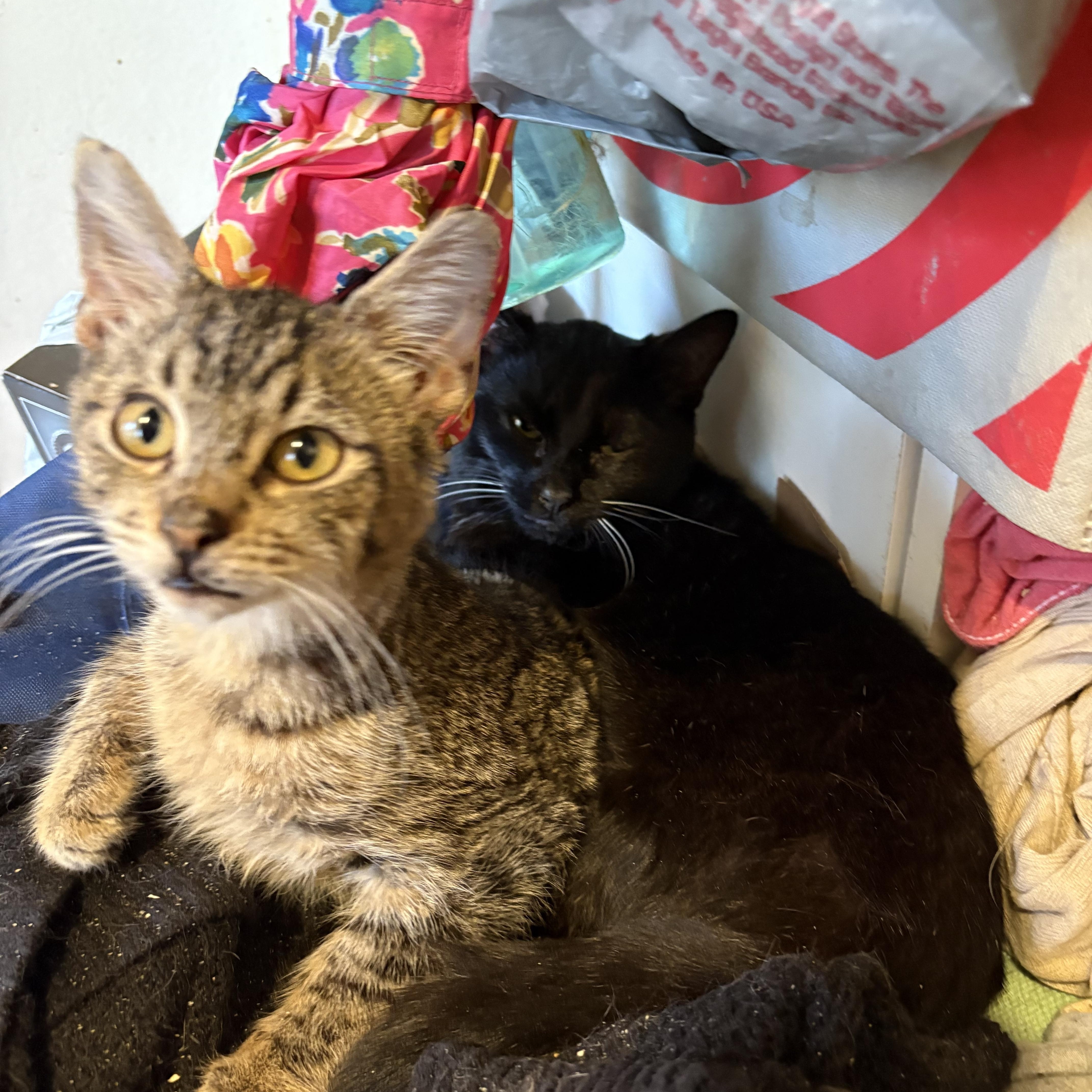 Enlarge Marcie, a ADOPTABLE mixed breed in Whittier, CA image 3/4