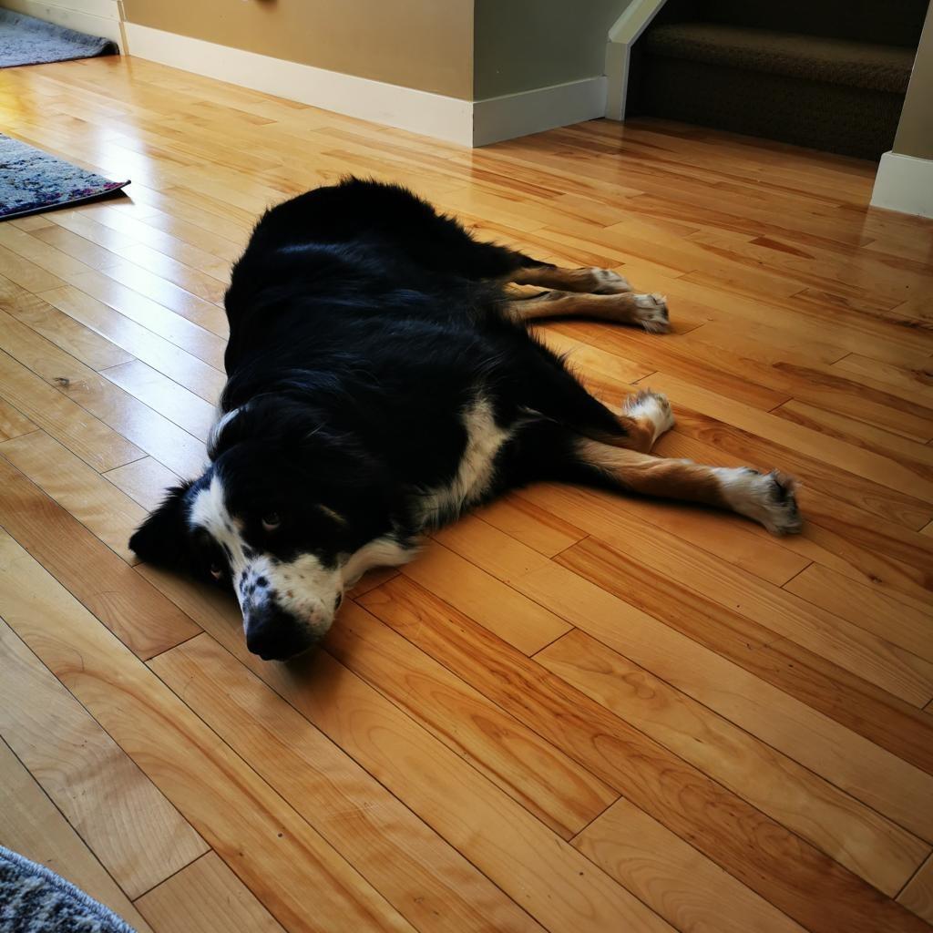 Grappler (Furever Foster), Adoptable, Senior Male Australian Shepherd.