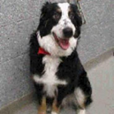 Enlarge Grappler (Furever Foster), a Adoptable Australian Shepherd in Didsbury, AB image 2/6