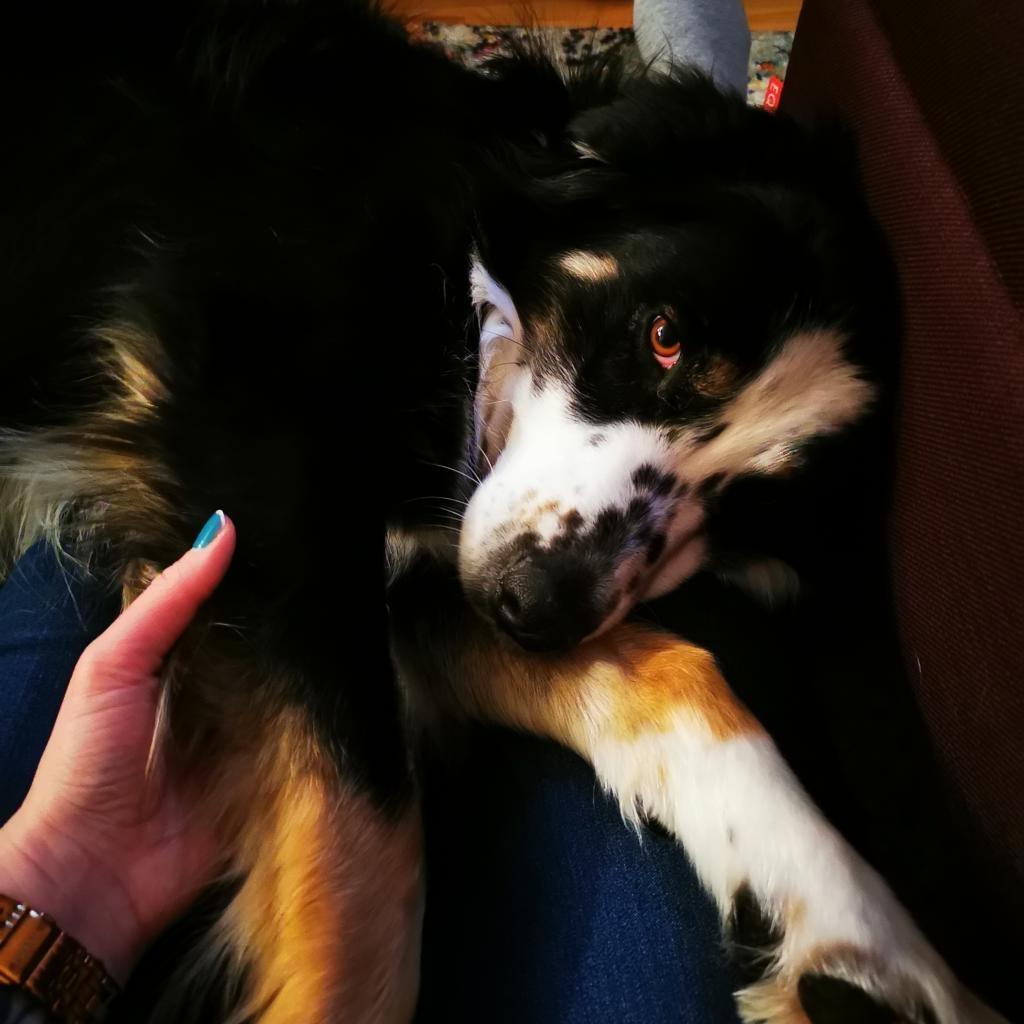 Enlarge Grappler (Furever Foster), a Adoptable Australian Shepherd in Didsbury, AB image 3/6