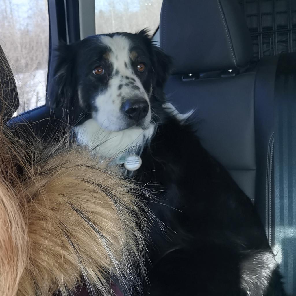 Enlarge Grappler (Furever Foster), a Adoptable Australian Shepherd in Didsbury, AB image 4/6