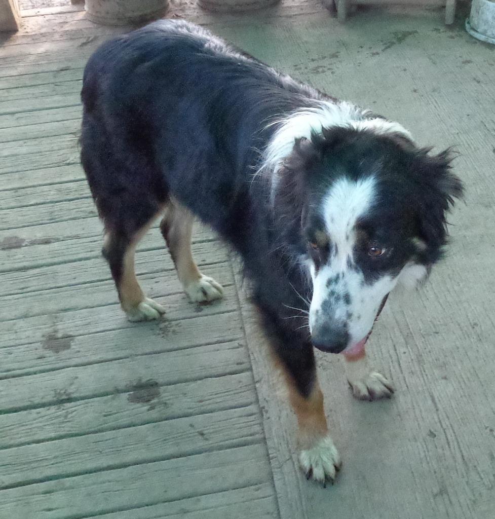 Enlarge Grappler (Furever Foster), a Adoptable Australian Shepherd in Didsbury, AB image 5/6