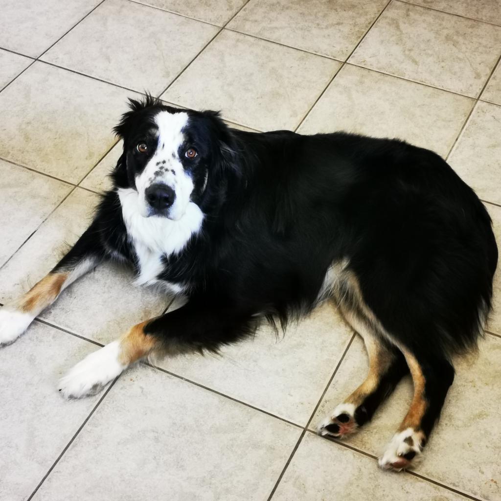 Enlarge Grappler (Furever Foster), a Adoptable Australian Shepherd in Didsbury, AB image 6/6