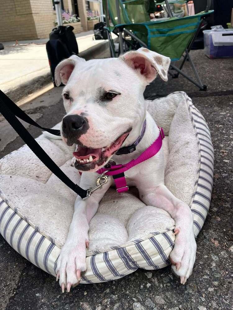 Boo, a Adoptable mixed breed in Denver, CO image 1/5