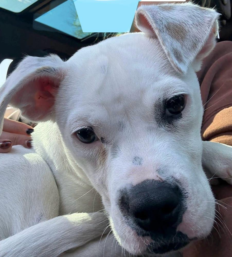 Boo, a Adoptable mixed breed in Denver, CO image 2/5