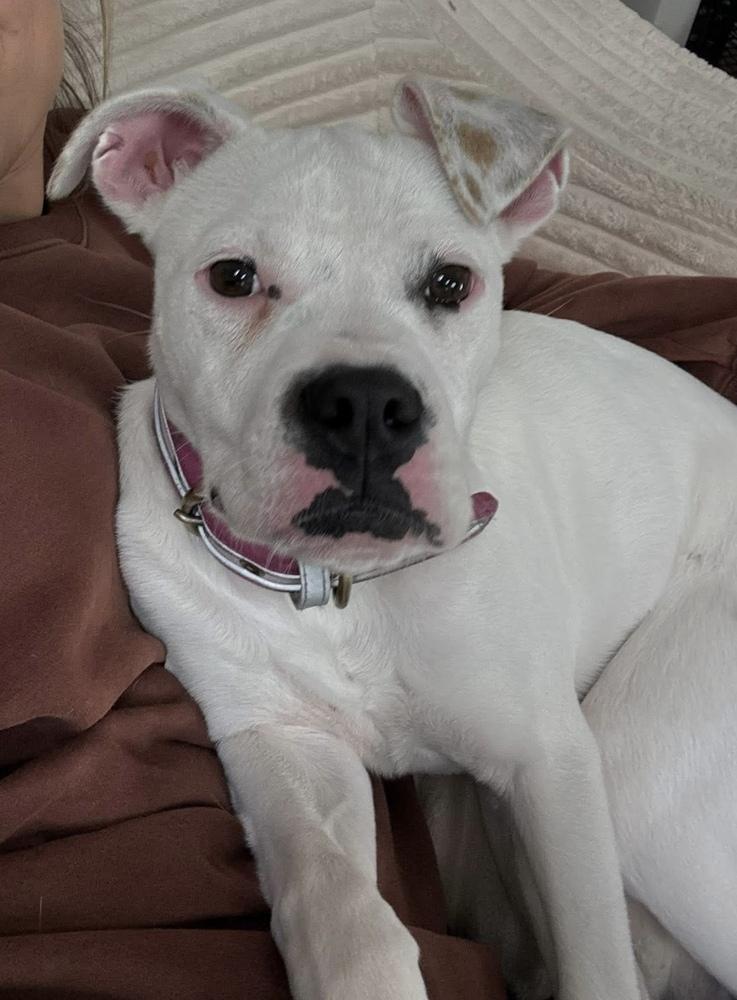 Boo, a Adoptable mixed breed in Denver, CO image 3/5