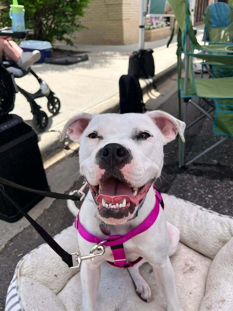 Boo, a Adoptable mixed breed in Denver, CO image 5/5