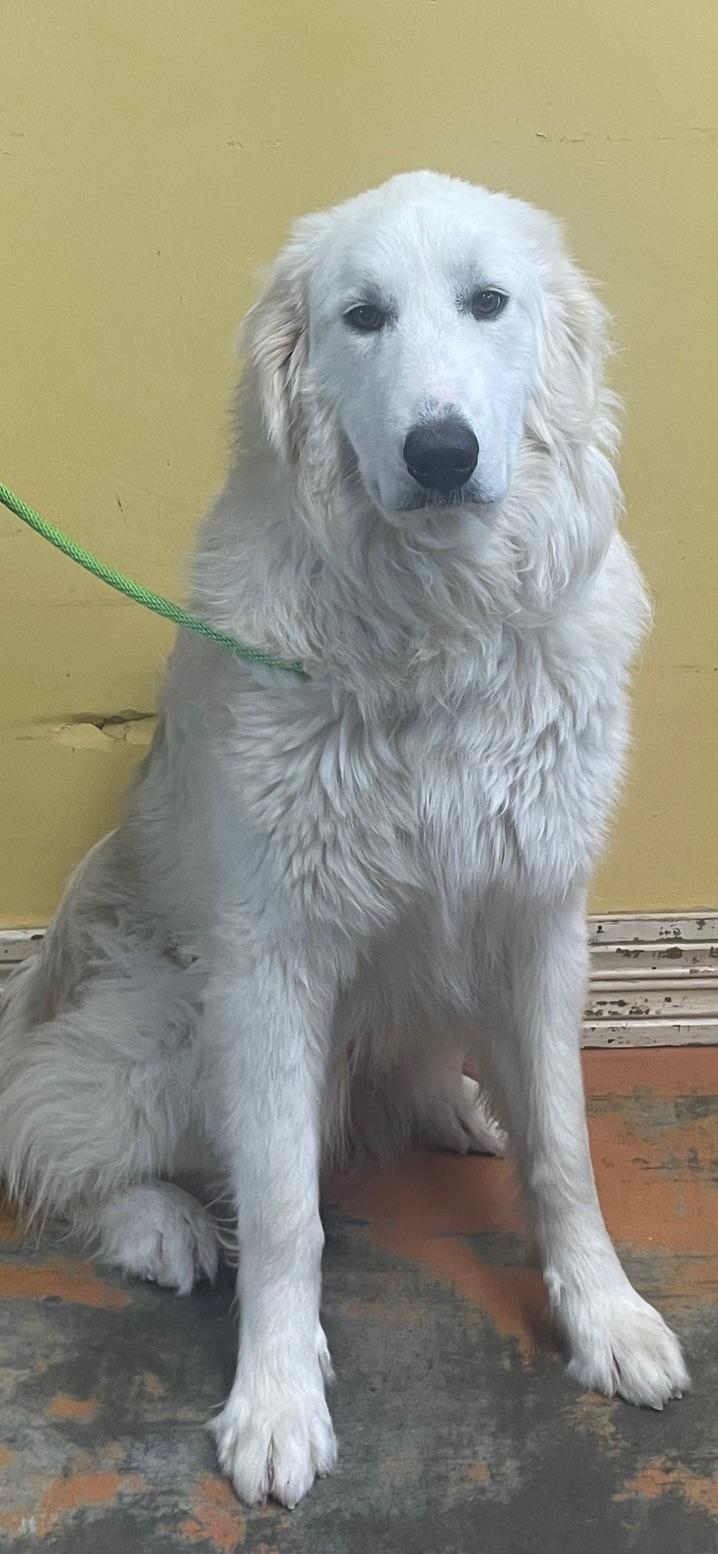 Enlarge Candy, an adopted Great Pyrenees in Dallas, TX image 2/4