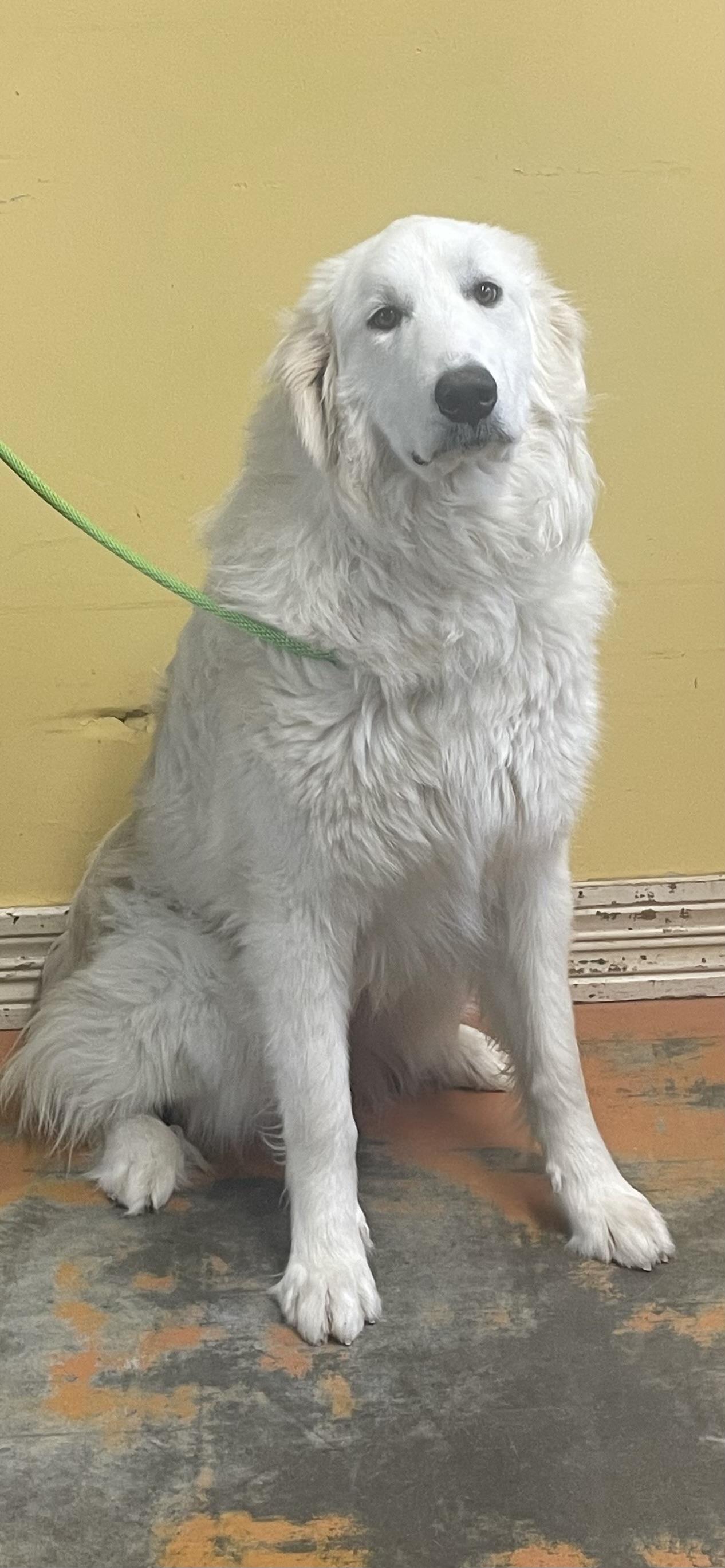 Enlarge Candy, an adopted Great Pyrenees in Dallas, TX image 4/4