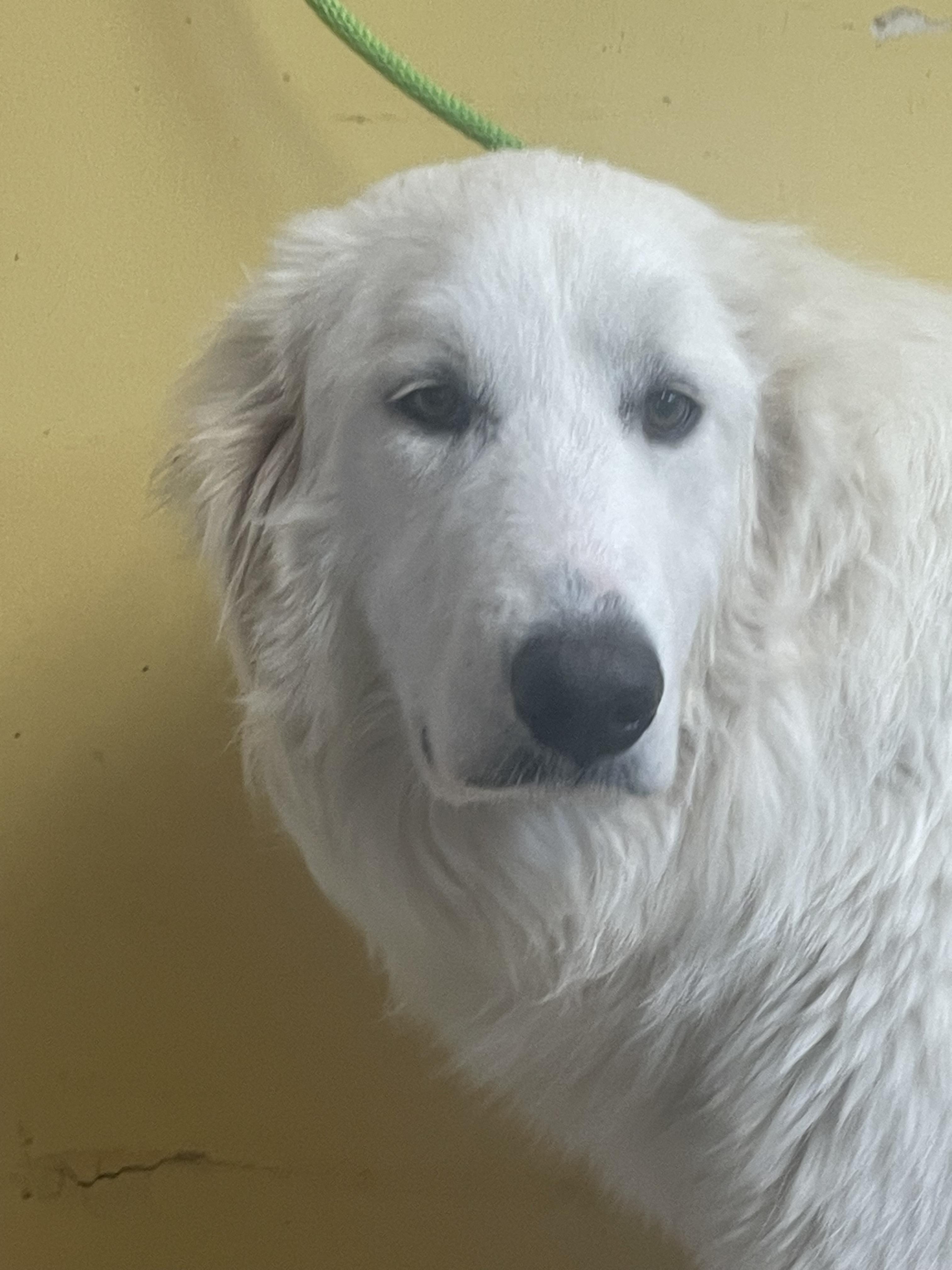Enlarge Candy, an adopted Great Pyrenees in Dallas, TX image 1/4
