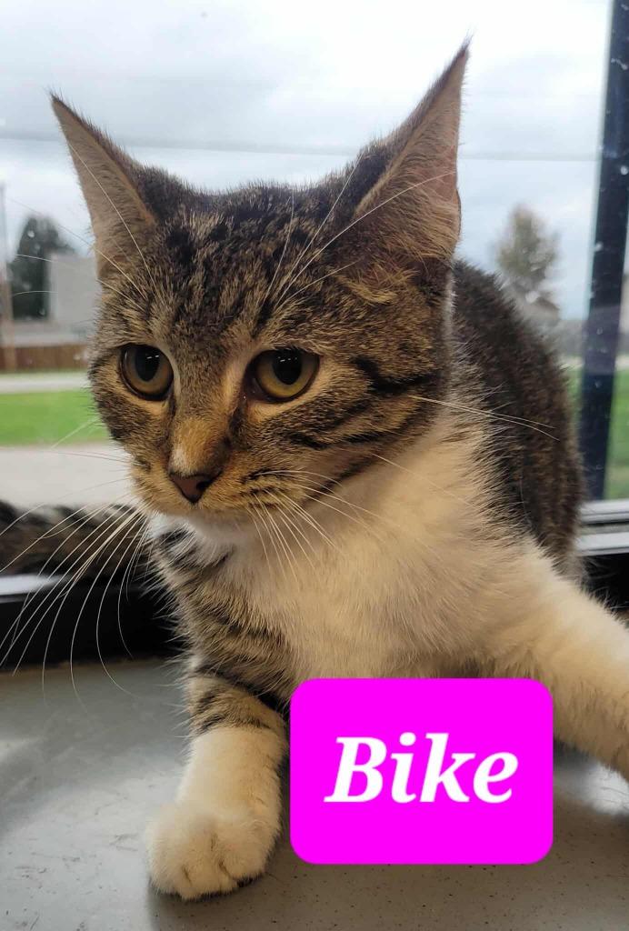 Bike, Adoptable, Young Female Domestic Short Hair.