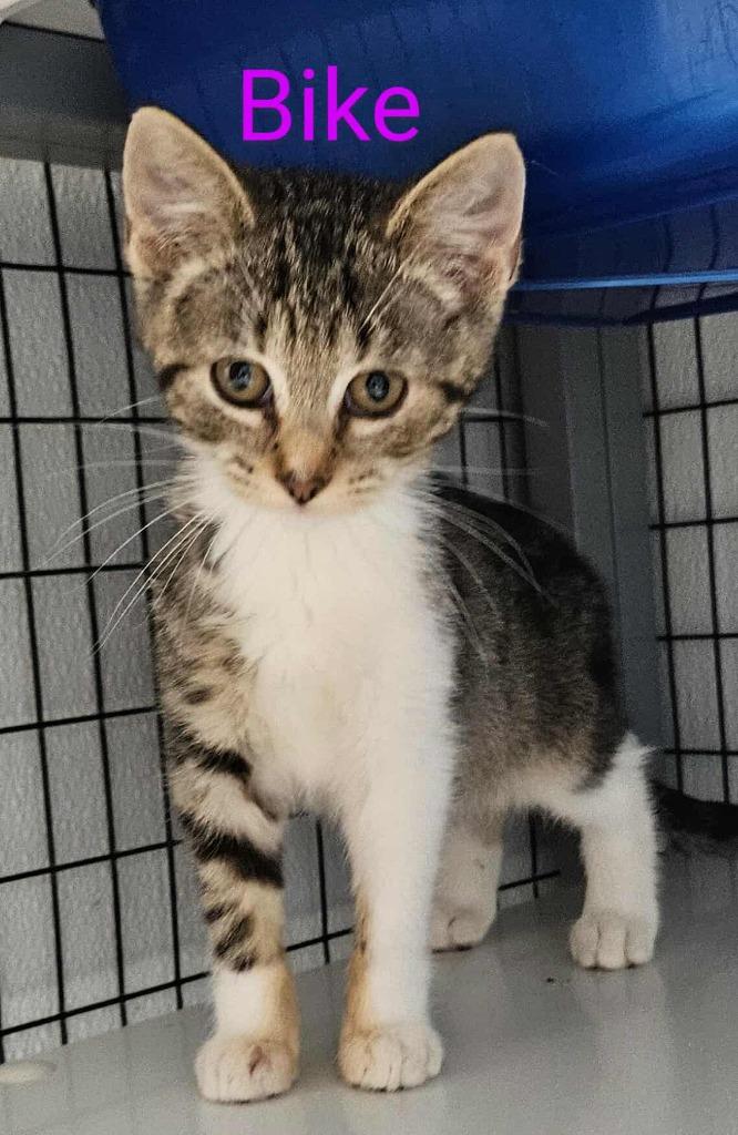 Bike, a Adoptable mixed breed in Republic, MO image 2/3