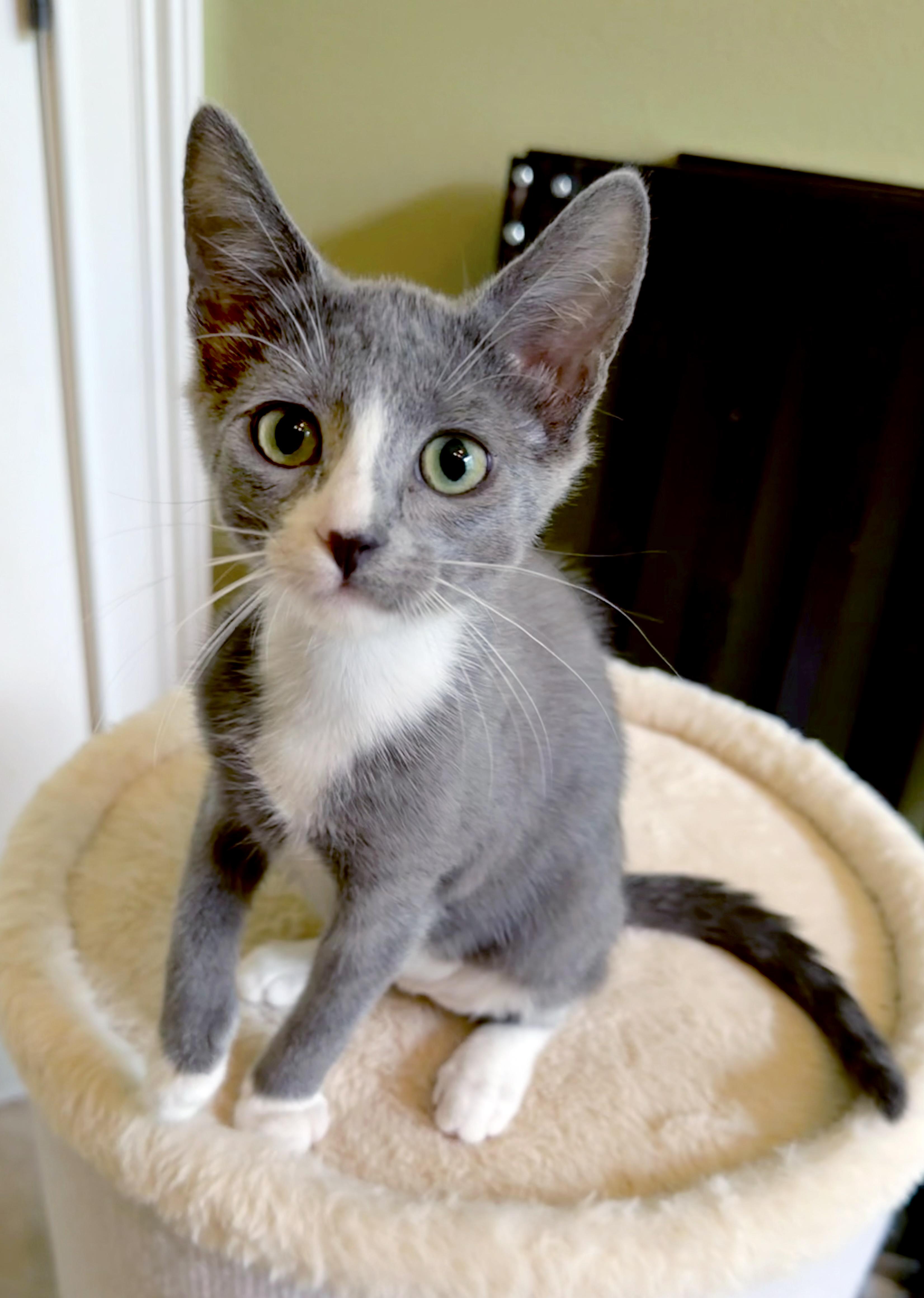Lucy, an adoptable mixed breed in Lake Monroe, FL image 6/6