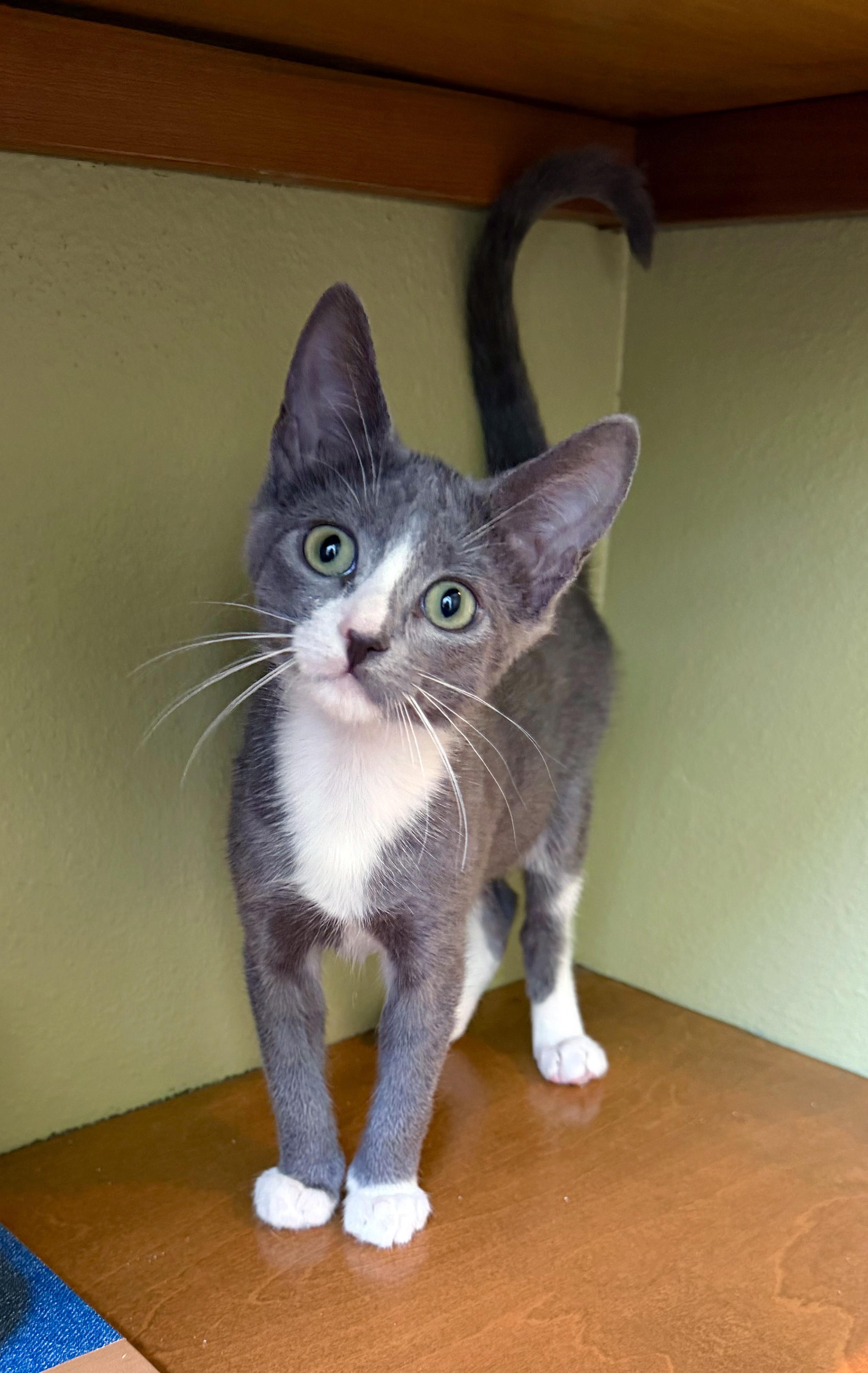 Lucy, an adoptable mixed breed in Lake Monroe, FL image 3/6
