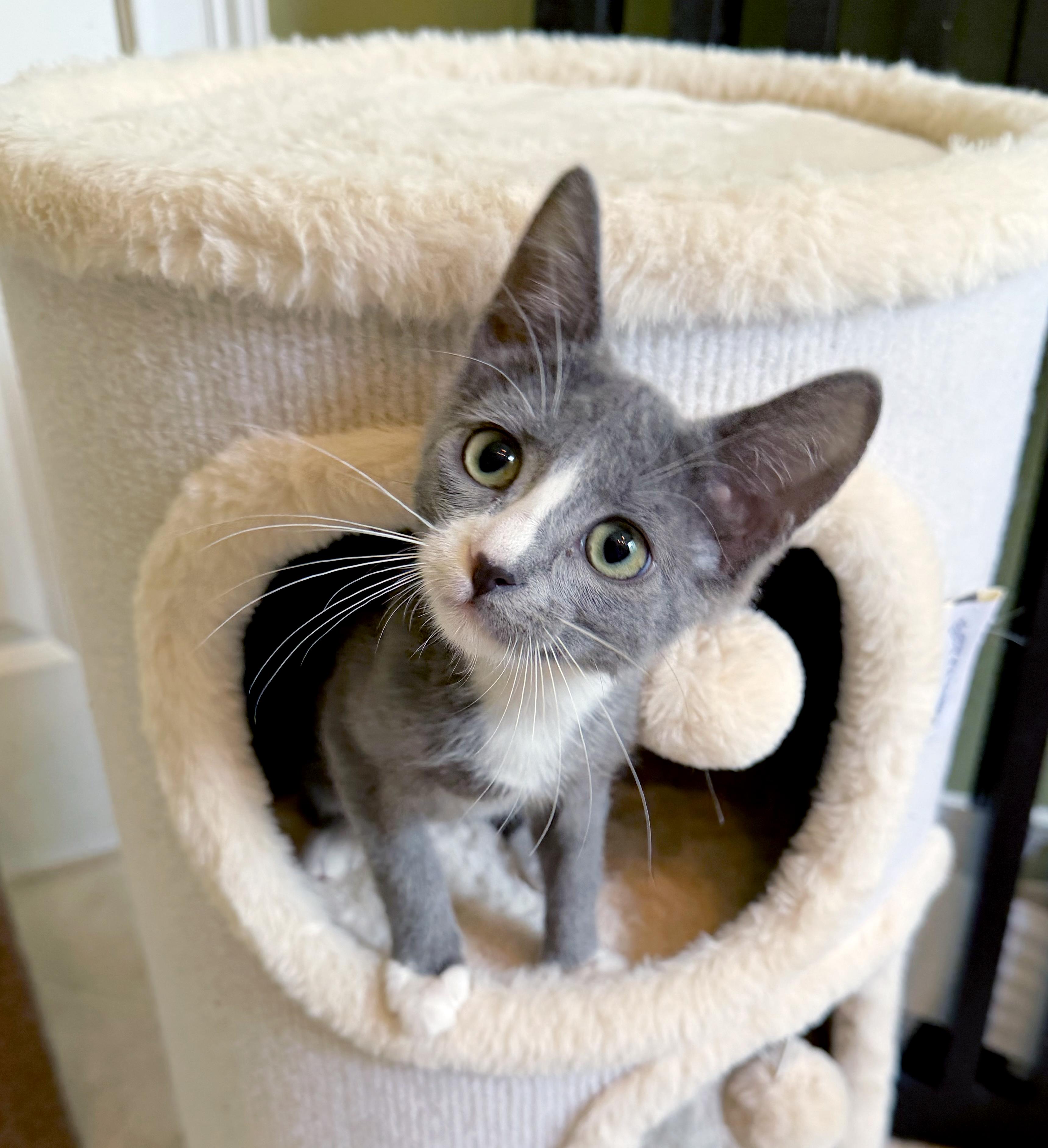 Lucy, adoptable, Kitten Female Domestic Short Hair.