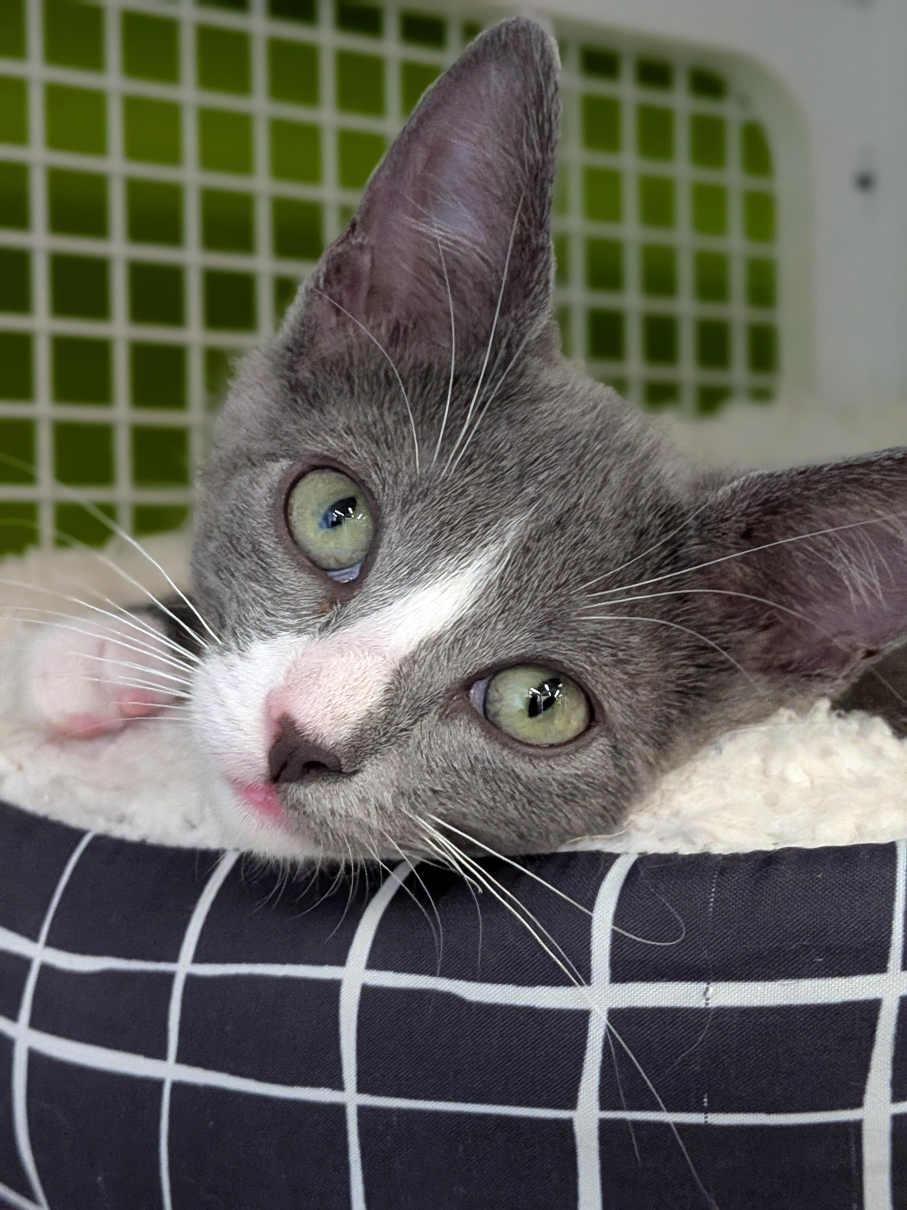 Lucy, an adoptable mixed breed in Lake Monroe, FL image 2/6