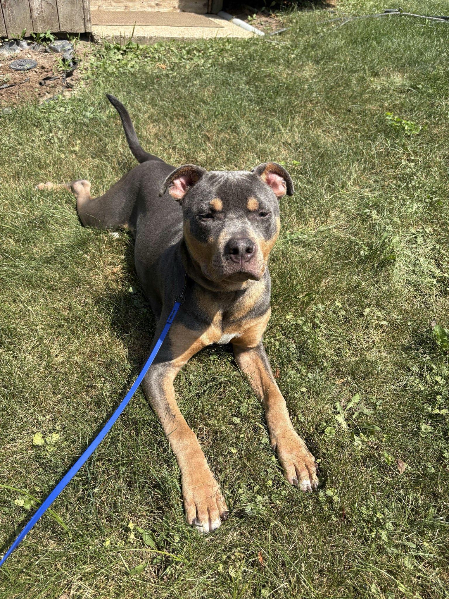 Levi, a ADOPTABLE mixed breed in Schaumburg, IL image 2/5