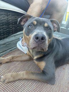 Levi, a ADOPTABLE mixed breed in Schaumburg, IL image 3/5