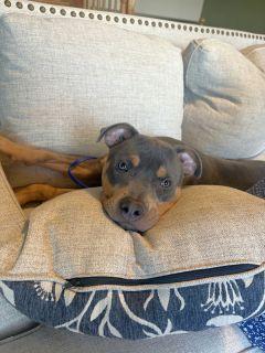 Levi, a ADOPTABLE mixed breed in Schaumburg, IL image 4/5