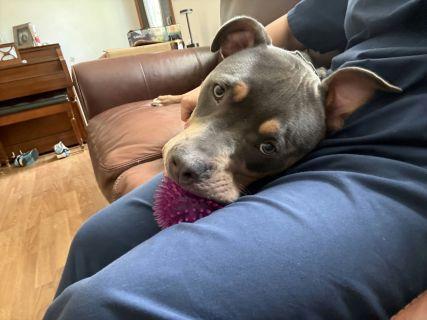 Levi, a ADOPTABLE mixed breed in Schaumburg, IL image 5/5
