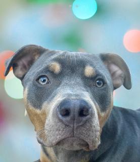 Levi, ADOPTABLE, Young Male Rottweiler & Pit Bull Terrier.