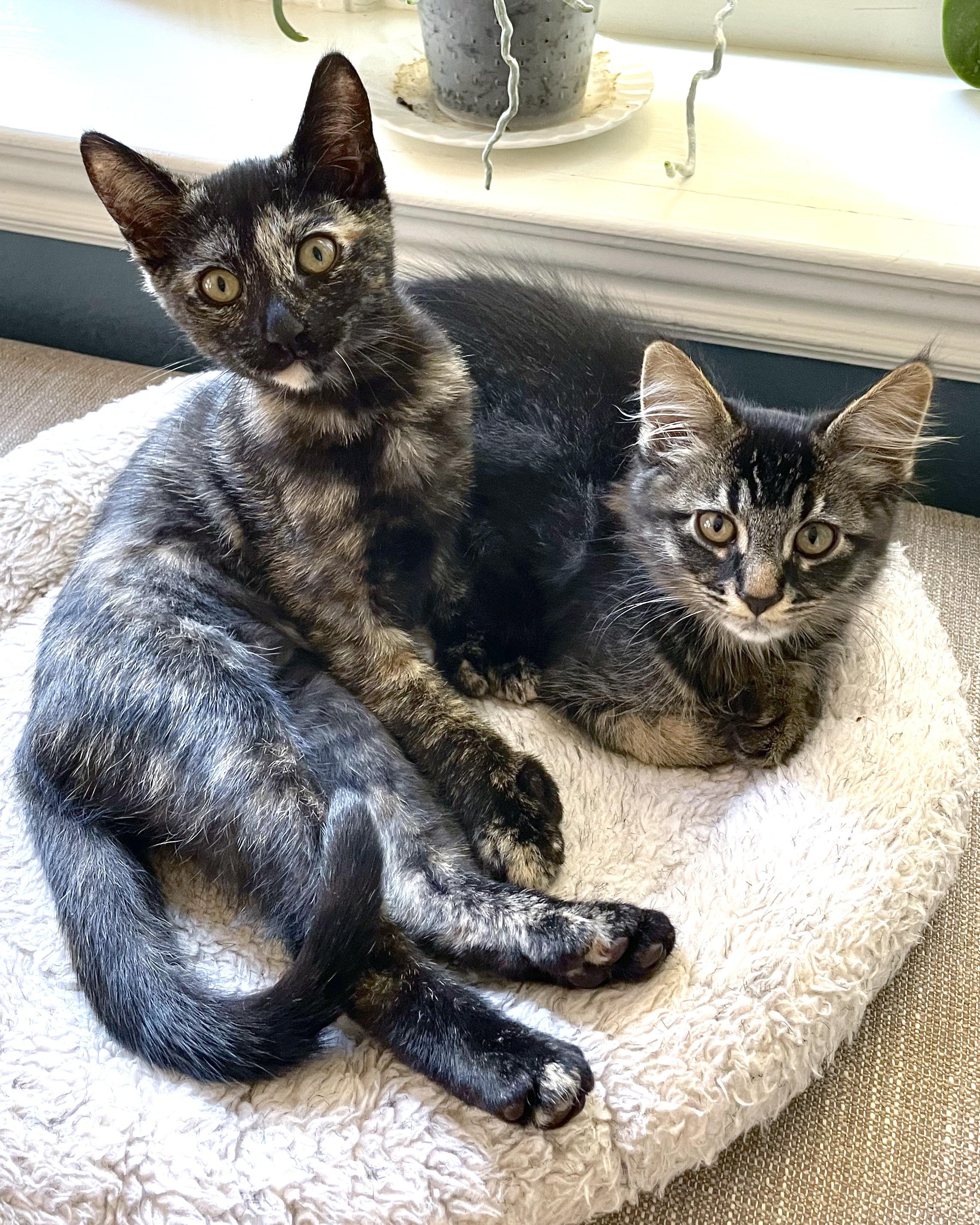 Enlarge Melinda (bonded with Morgan), a Adopted Domestic Short Hair in San Francisco, CA image 2/5