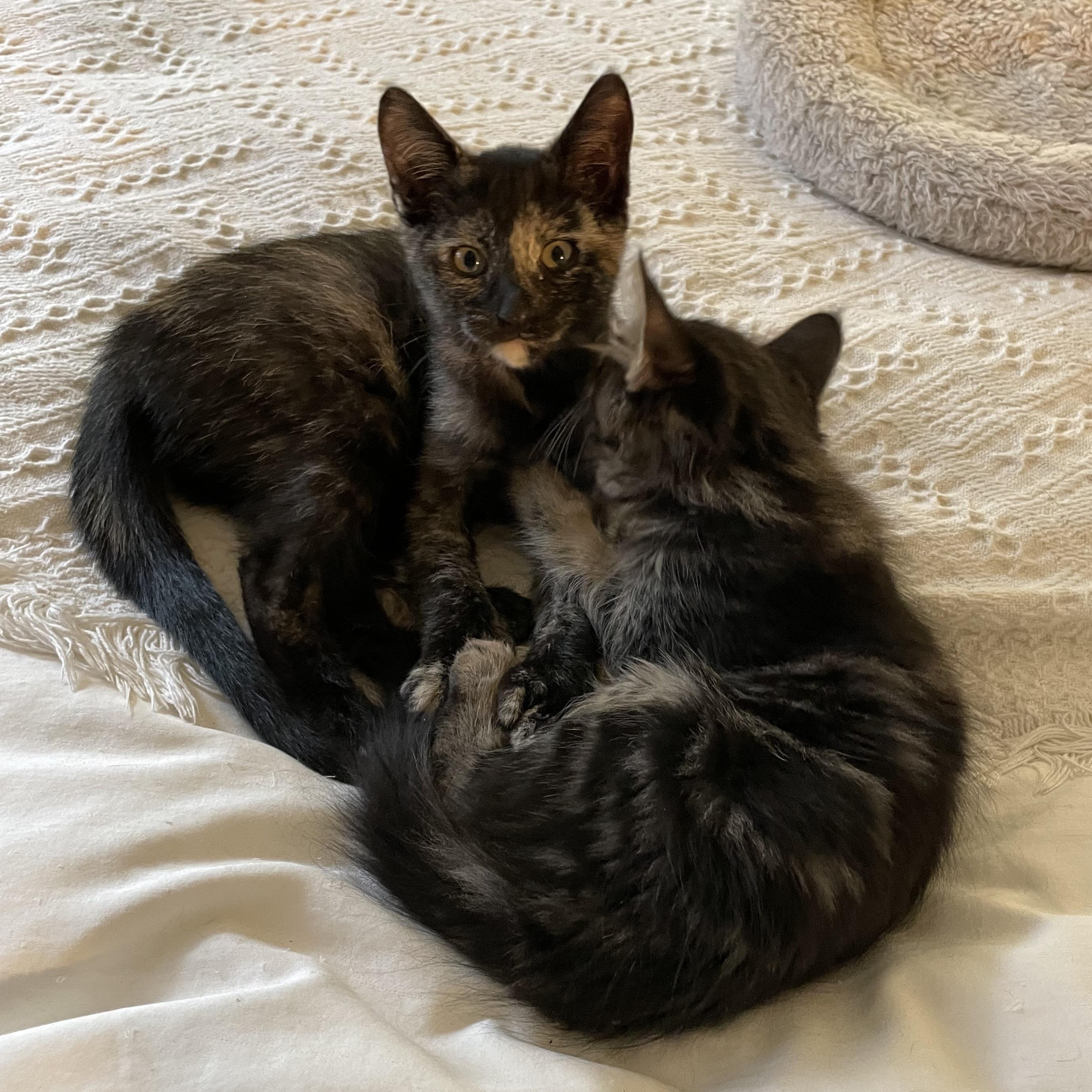 Enlarge Melinda (bonded with Morgan), a Adopted Domestic Short Hair in San Francisco, CA image 3/5