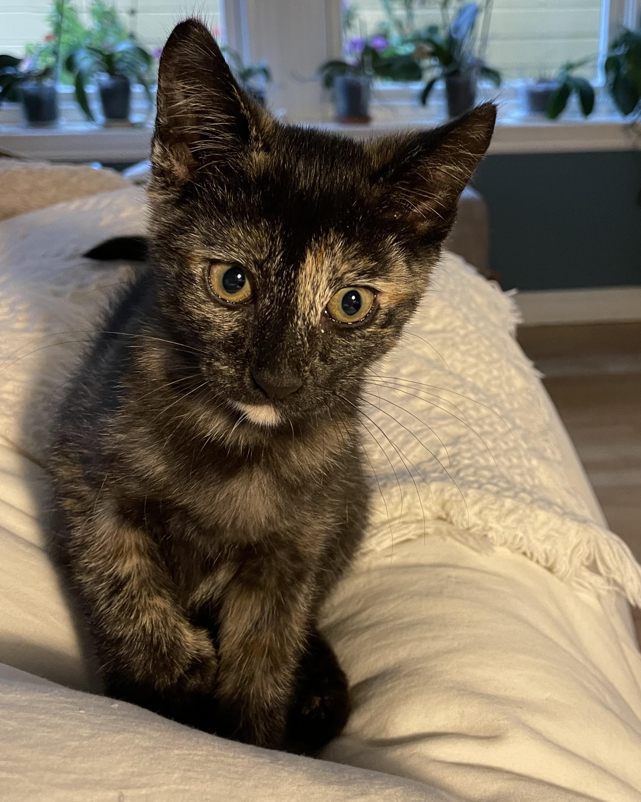 Enlarge Melinda (bonded with Morgan), a Adopted Domestic Short Hair in San Francisco, CA image 4/5