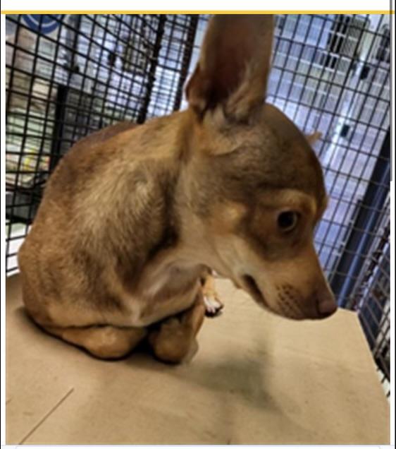 Breed Chihuahua mix Age 1 yr Weight 11 lbs Good with dogs yes Good with cats unsure Good with