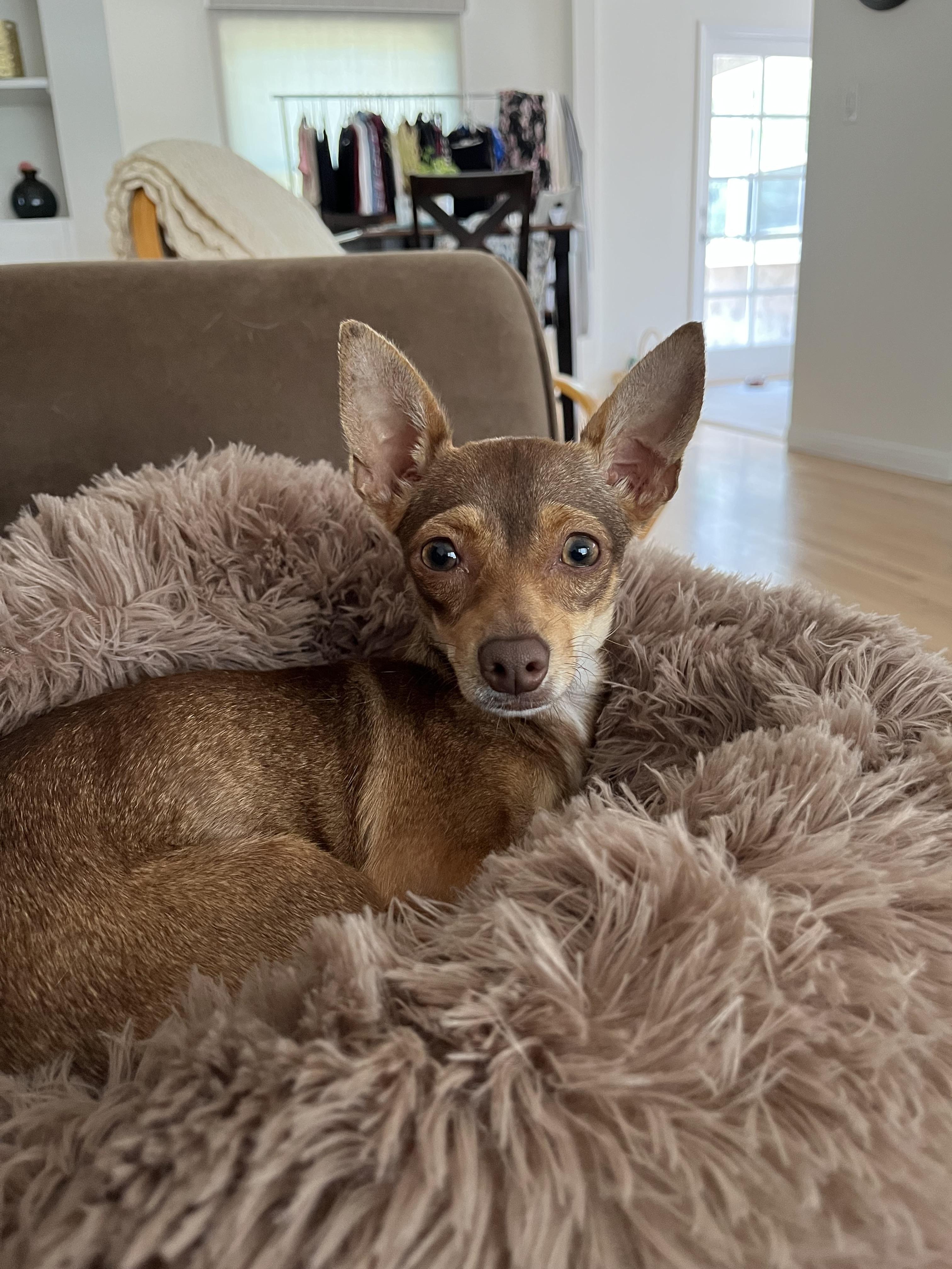 Breed Chihuahua mix Age 1 yr Weight 11 lbs Good with dogs yes Good with ca