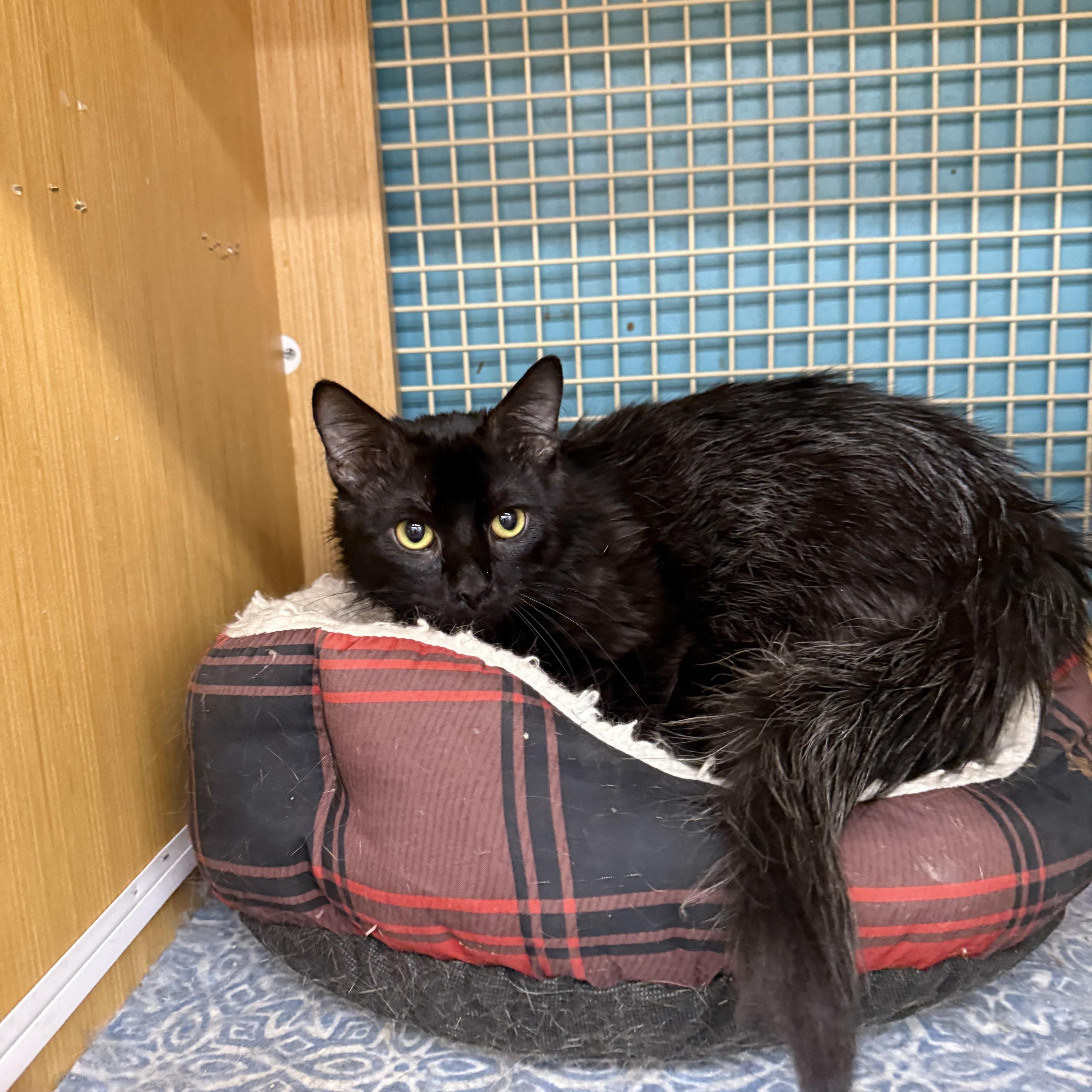Frank, ADOPTABLE, Adult Male Domestic Medium Hair.