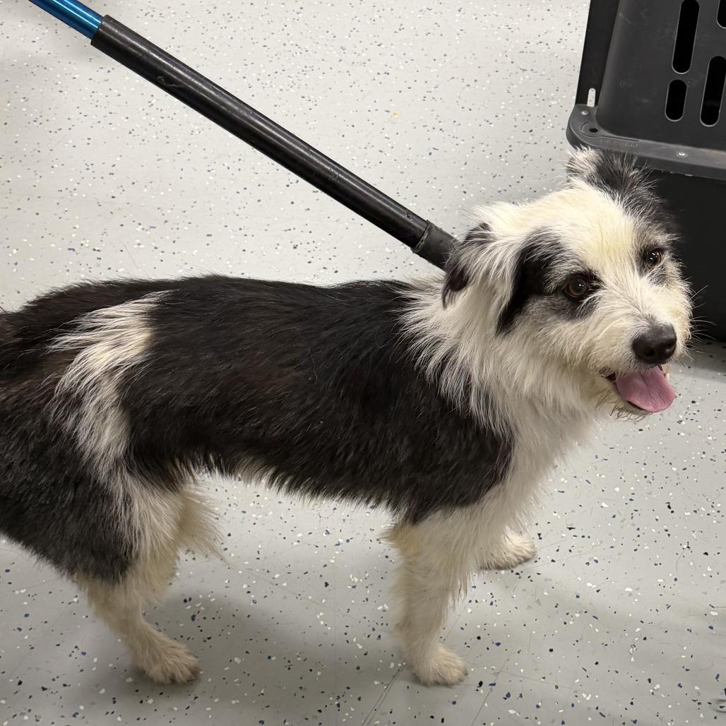 Dottie, a Adoptable mixed breed in Marion, VA image 1/4