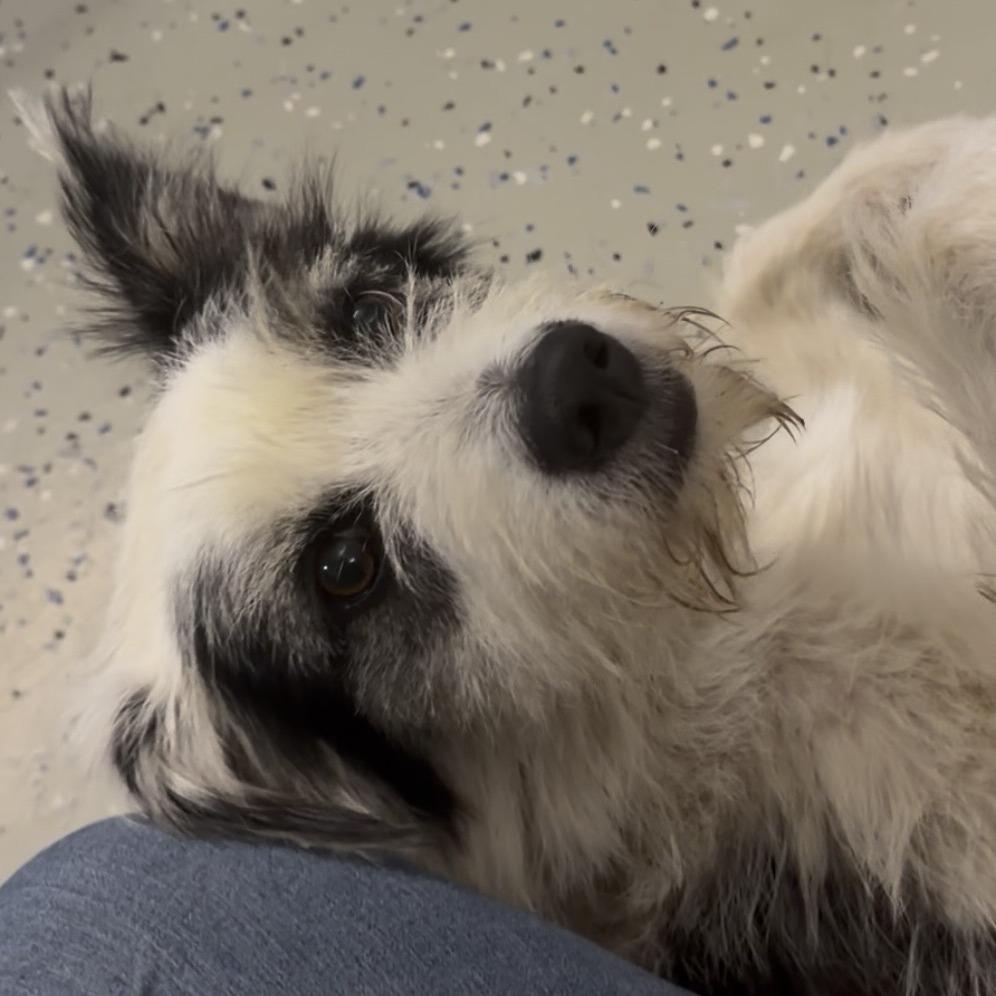 Dottie, a Adoptable mixed breed in Marion, VA image 2/4