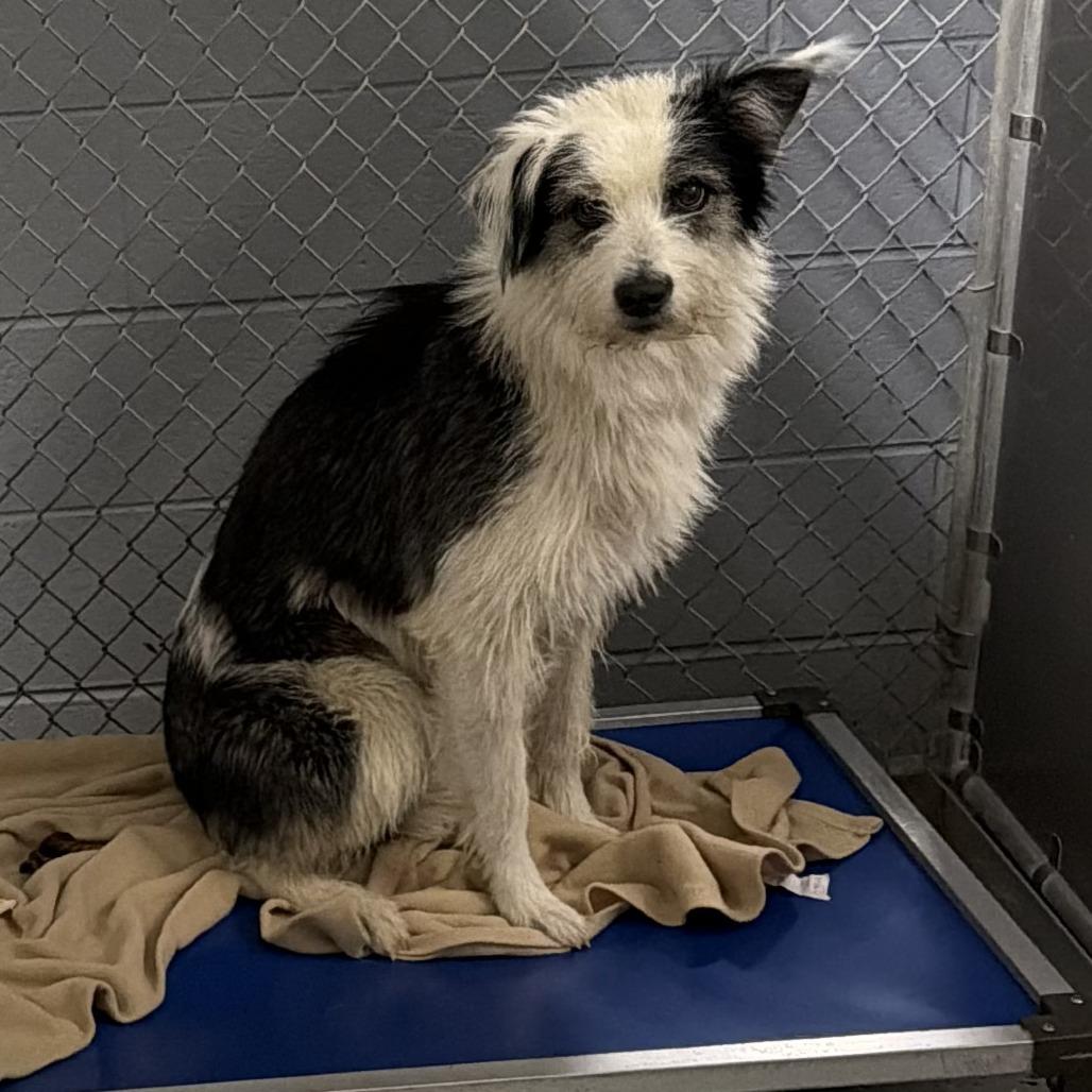 Dottie, a Adoptable mixed breed in Marion, VA image 3/4