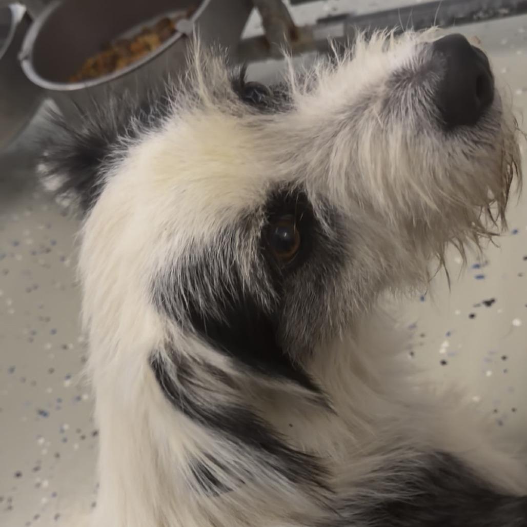 Dottie, a Adoptable mixed breed in Marion, VA image 4/4