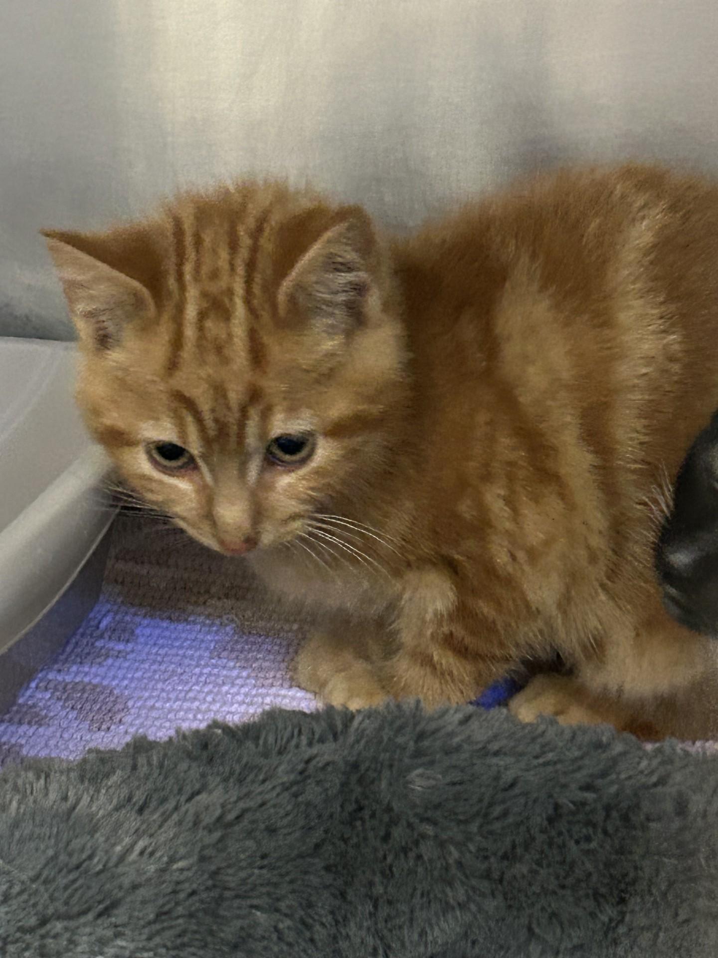 Pumpkin, Adoptable, Young Male Domestic Medium Hair.