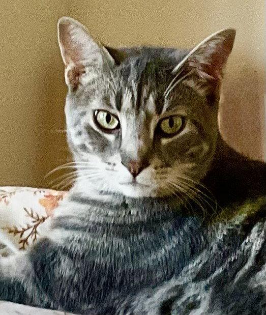 Enlarge Ethan, a Adoptable Domestic Short Hair in Richmond Hill, ON image 1/3