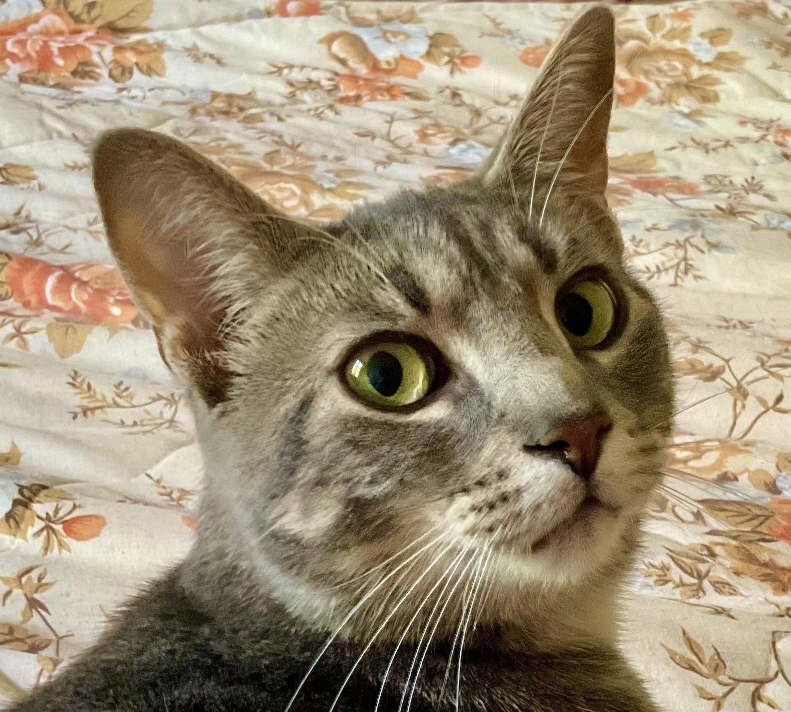 Enlarge Ethan, a Adoptable Domestic Short Hair in Richmond Hill, ON image 2/3
